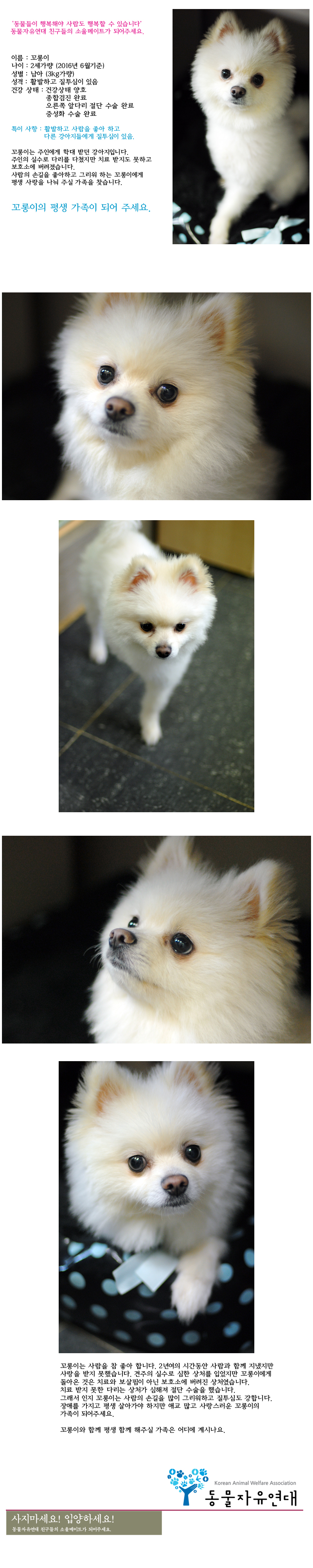 [D16-51관]보호소에 버려진 꼬롱이