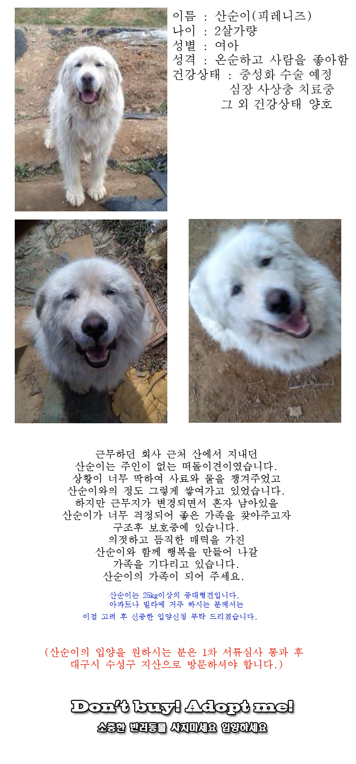 [D16-36관외]산에서 지내던 떠돌이견 산순이