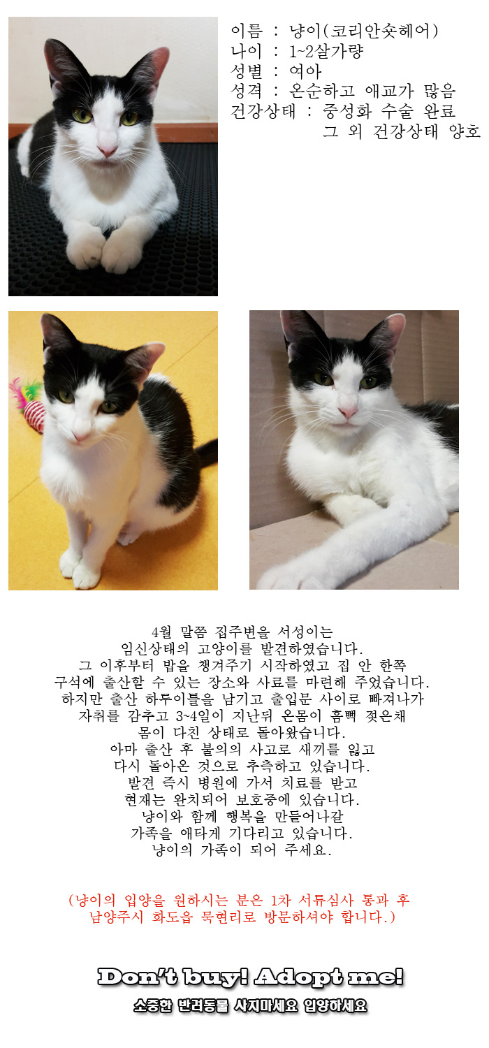 [D16-37관외]새끼들을 잃고 집 앞을 서성이던 냥이