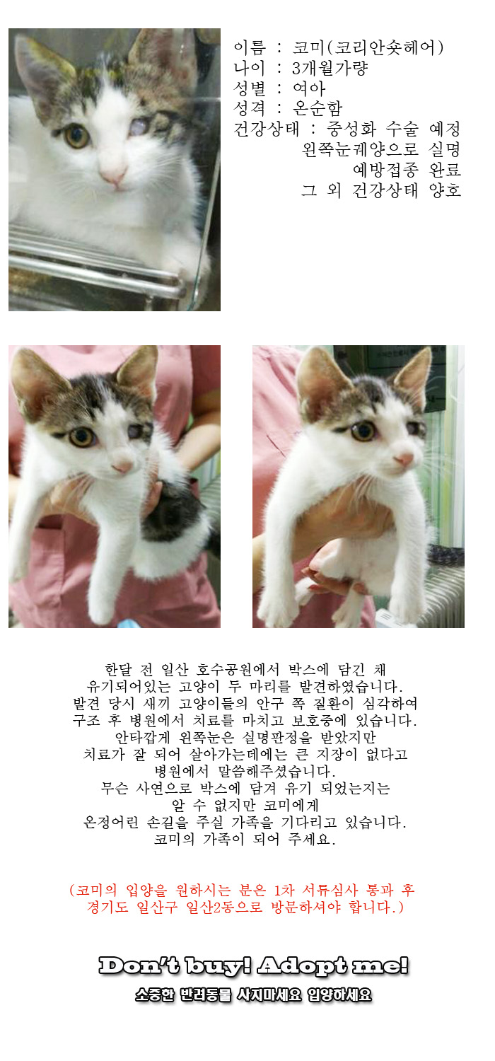 [D16-38관외]박스에 담긴 채 버려진 코미 