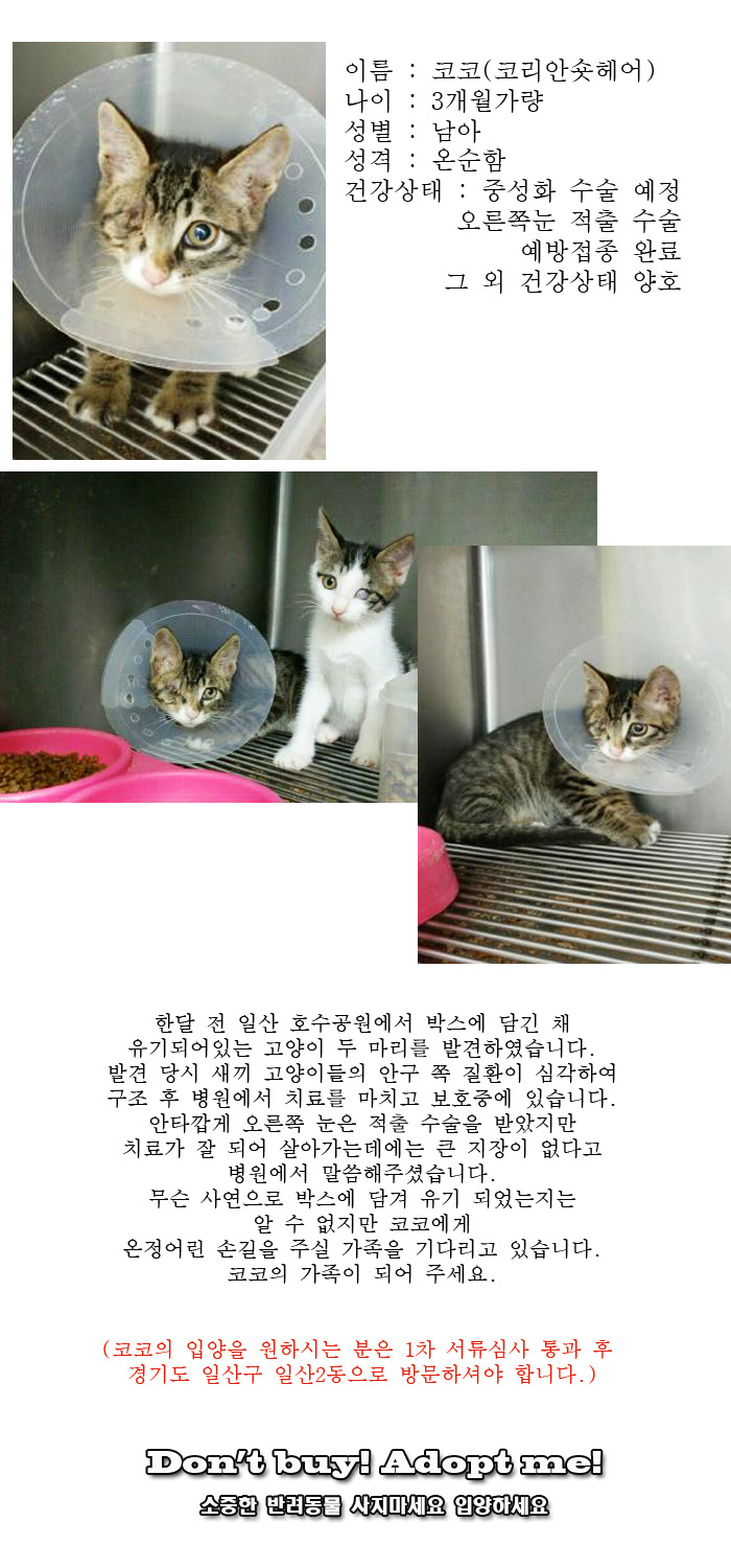 [D16-39관외]박스에 담긴 채 버려진 코코 