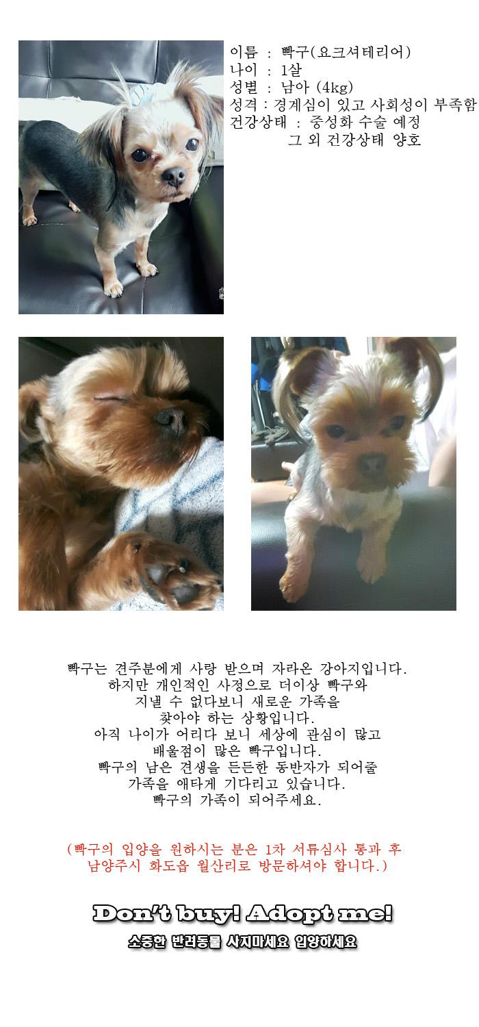 [D16-40관외] 견주분의 사정을 새로운 가족을 찾는 빡구