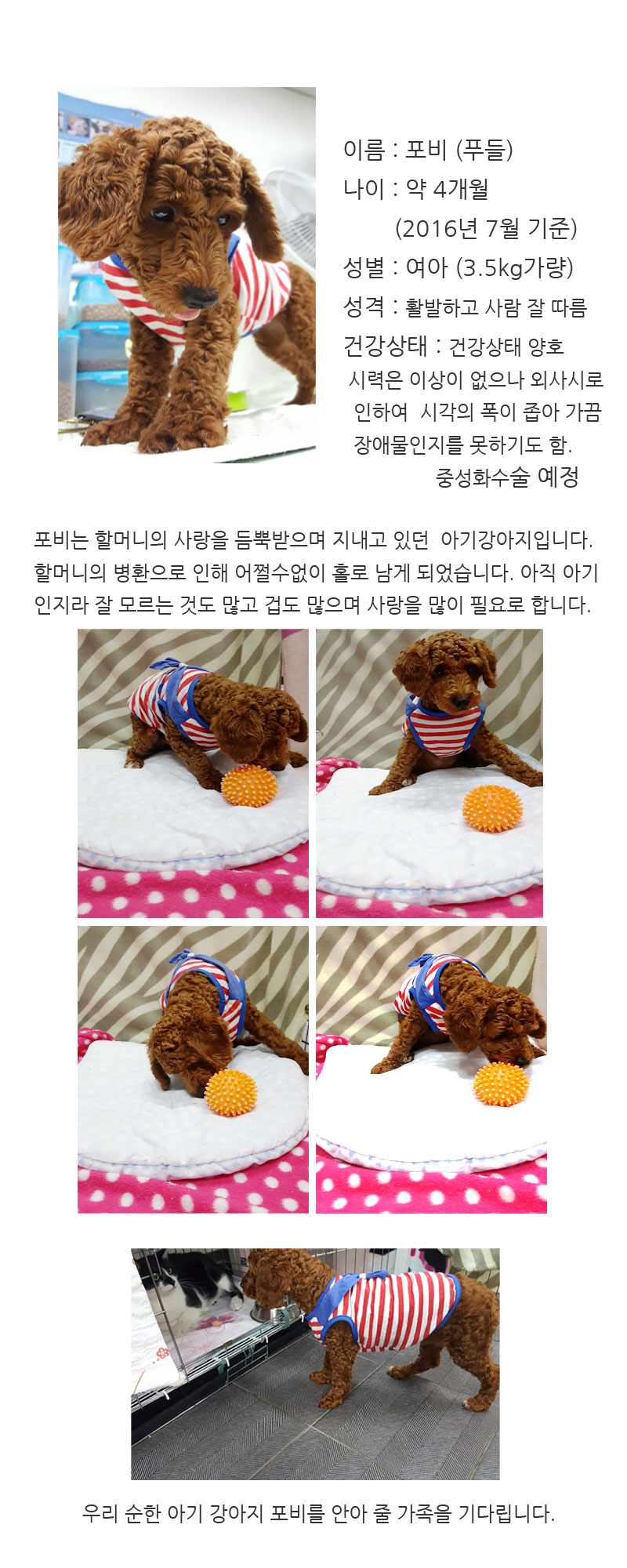 [DB16-15관]무한 사랑과 관심이 필요한 4개월 강아지 포비