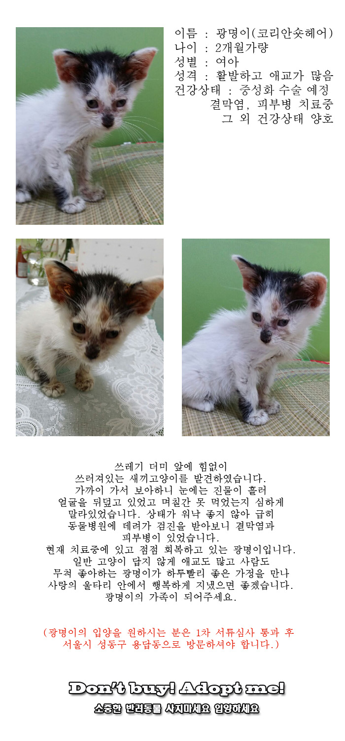 [D16-41관외]쓰레기더미 앞에 쓰러져 있던 광명이