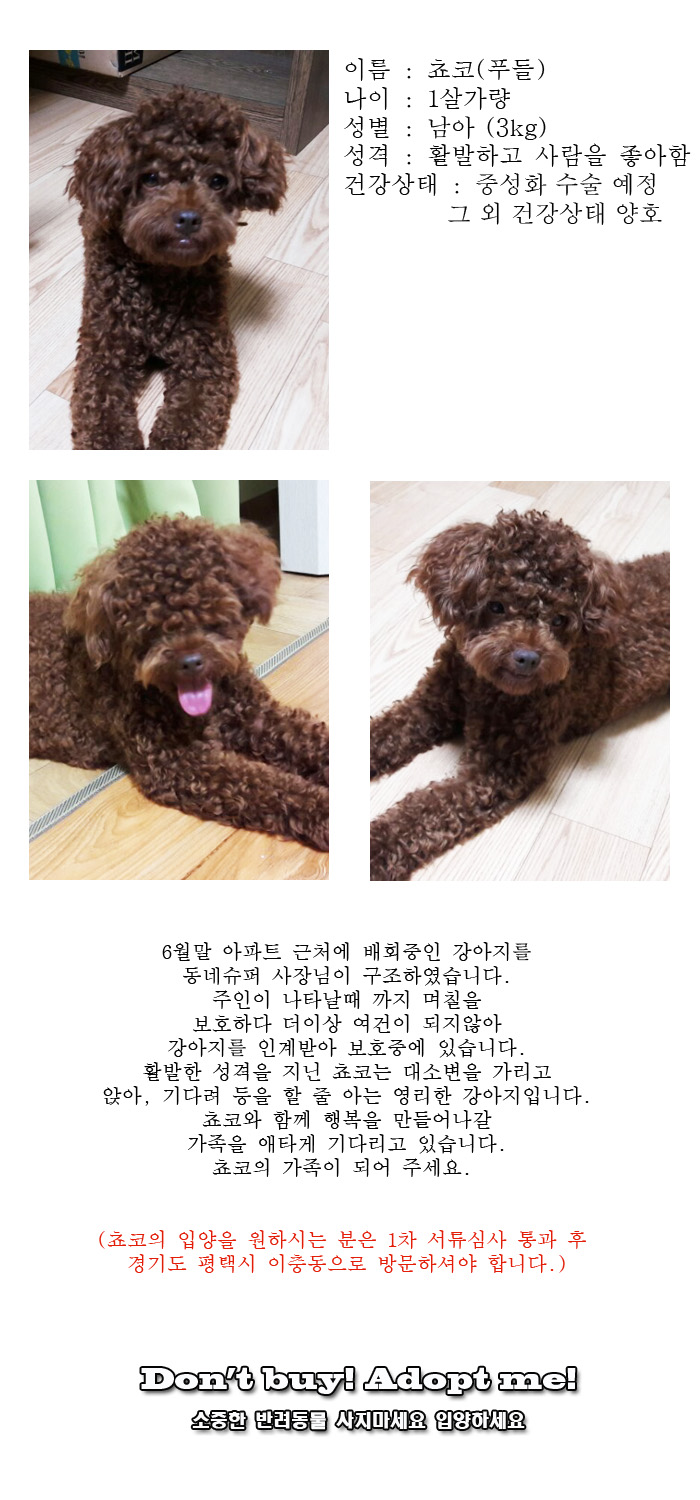 [D16-42관외]아파트 단지를 배회하던 쵸코