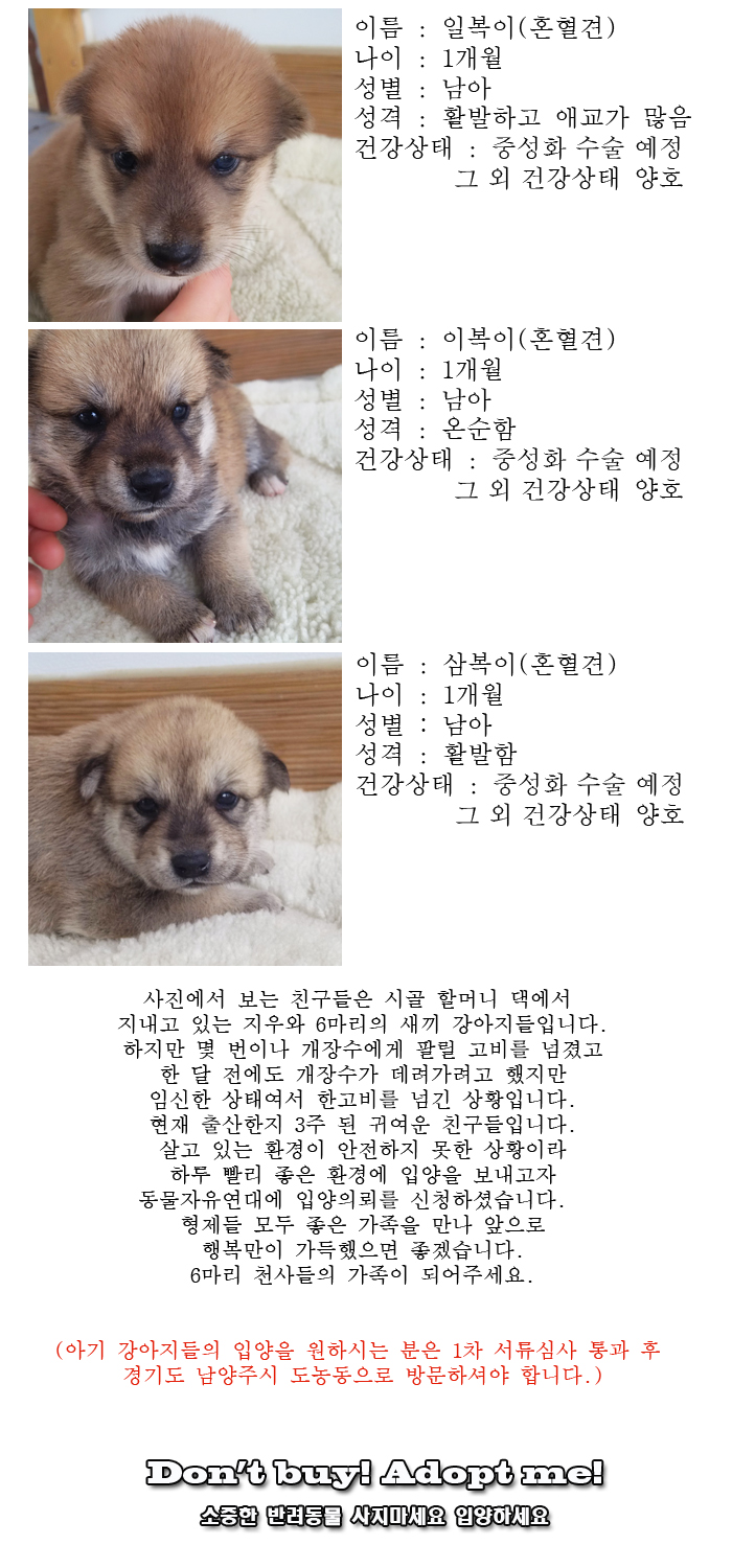 [D16-44관외]새로운 가족을 기다리는 6마리의 천사들
