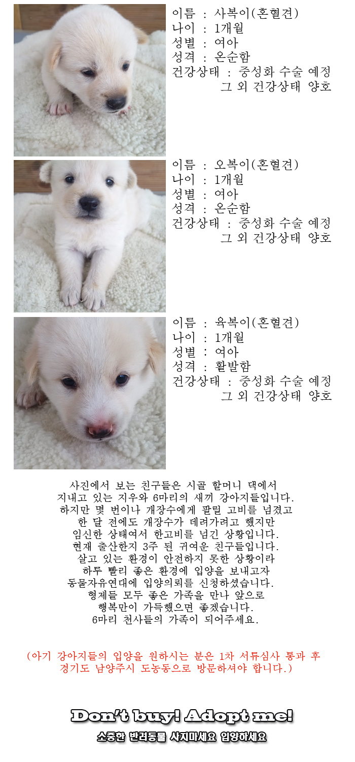 [D16-45관외]새로운 가족을 기다리는 6마리의 천사들