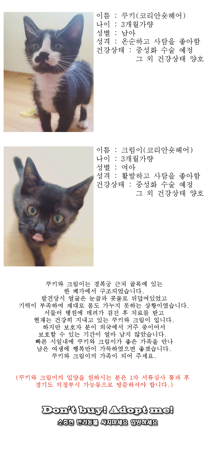 [D16-47관외]폐가에서 구조된 쿠키와 크림이