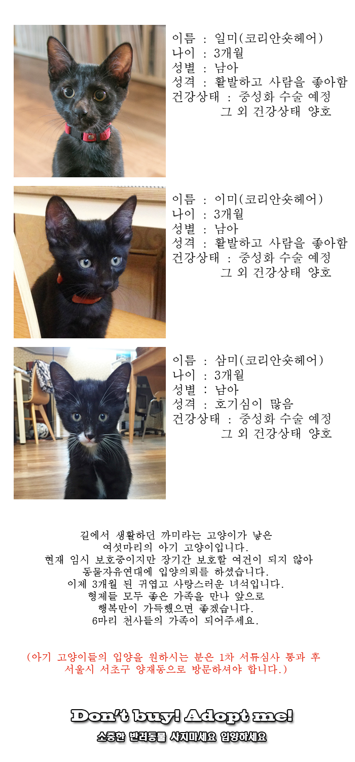 [D16-48관외]새로운 가족을 기다리고 있는 6마리의 아기 천사들