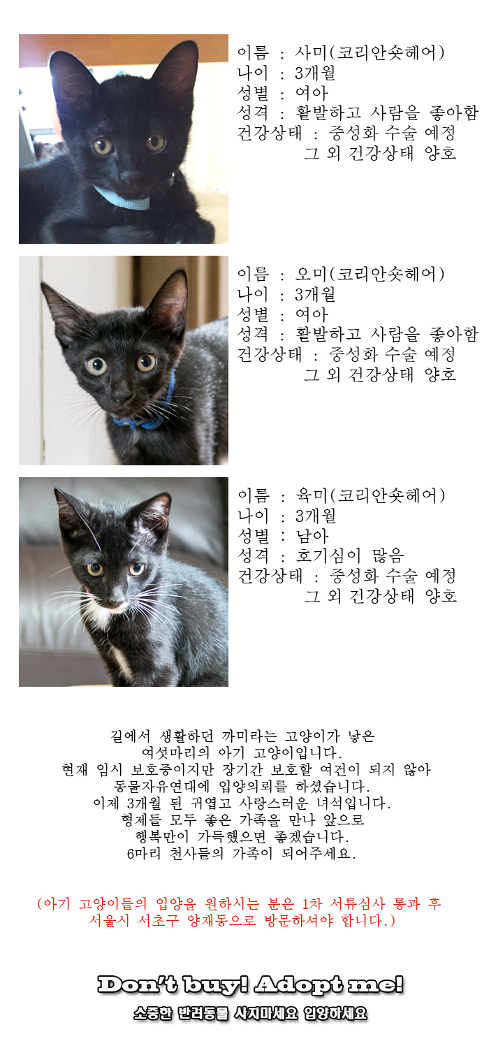 [D16-49관외]새로운 가족을 기다리고 있는 6마리의 아기 천사들