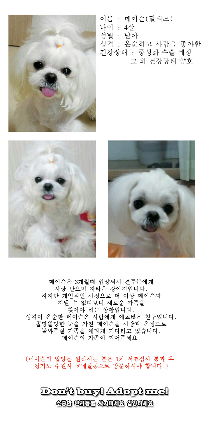 [D17-01관외]귀염둥이 말티즈 메이슨