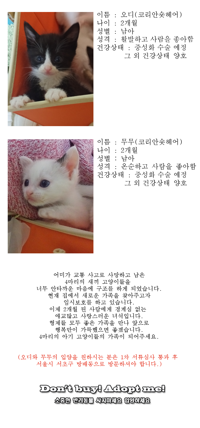 [D17-62관외]교통사고로 어미를 잃은 4마리의 아기고양이