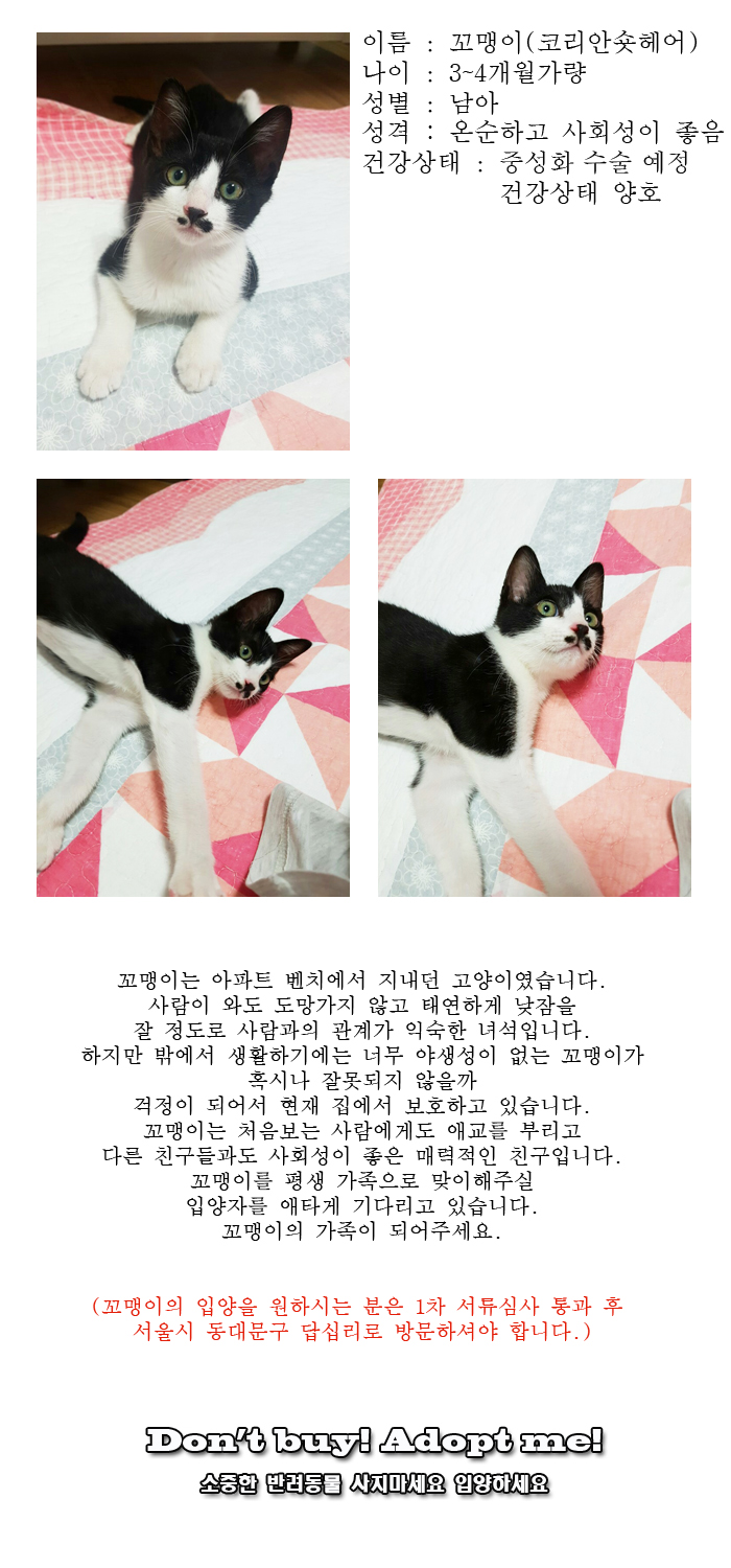 [D17-85관외]아파트 벤치에서 지내던 꼬맹이