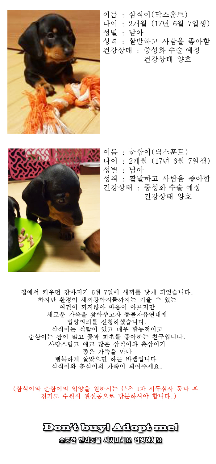 [D17-86관외]짧은 다리가 매력적인 삼식이와 춘삼이