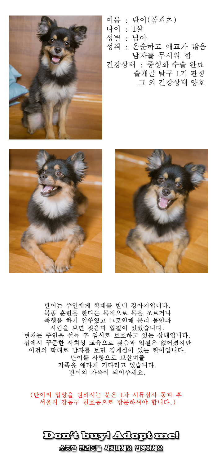 [D17-91관외]주인의 잦은 학대로 새로운 가족을 찾는 탄이