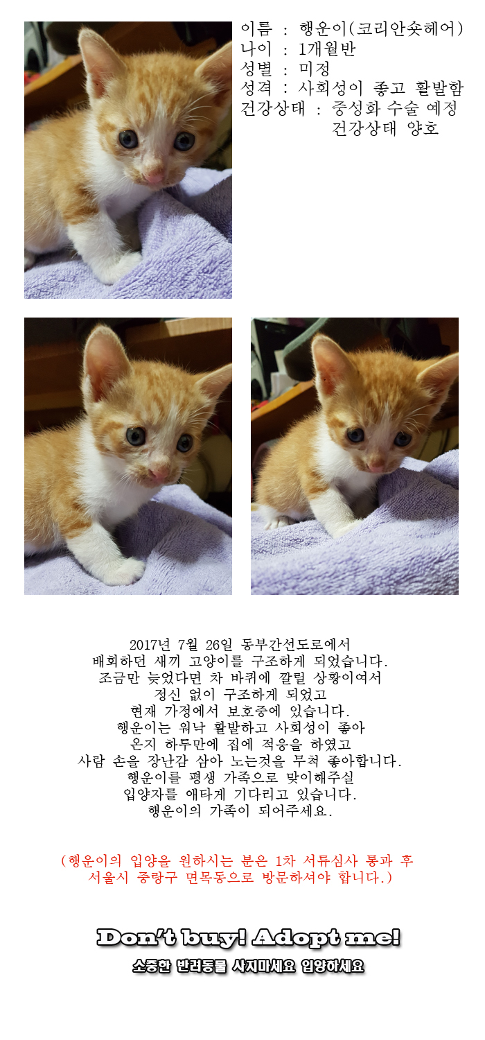 [D17-93관외]동부간선도로에서 구조된 행운이