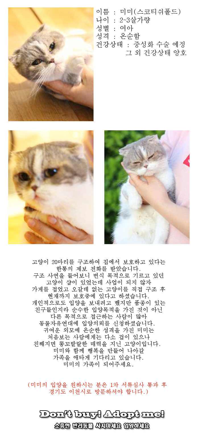 [D17-103관외]고양이 샵에서 구조된 미미