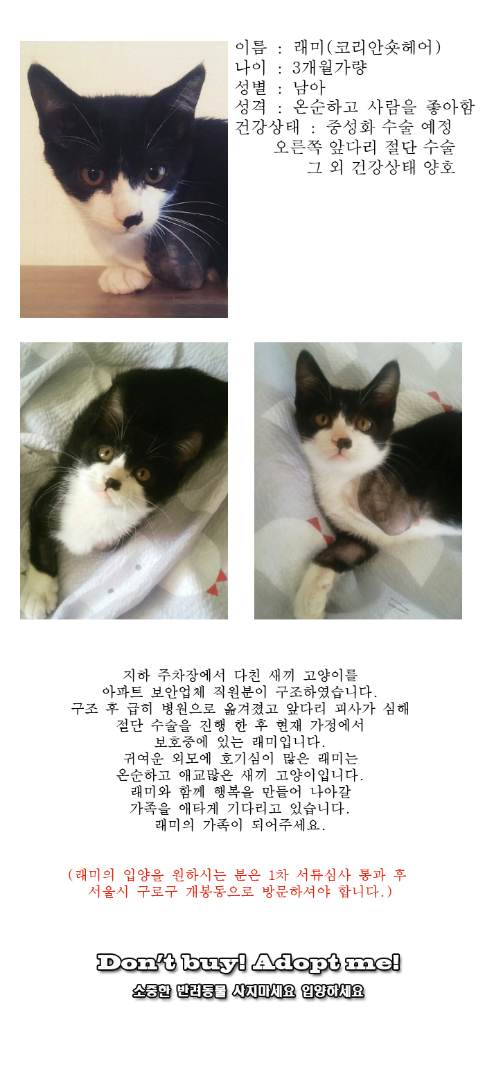 [D17-106관외]앞다리 괴사로 절단 수술을 한 래미