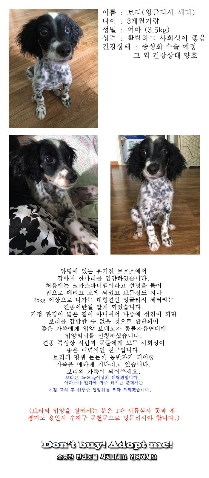 [D17-113관외]새로운 가족을 찾는 보리