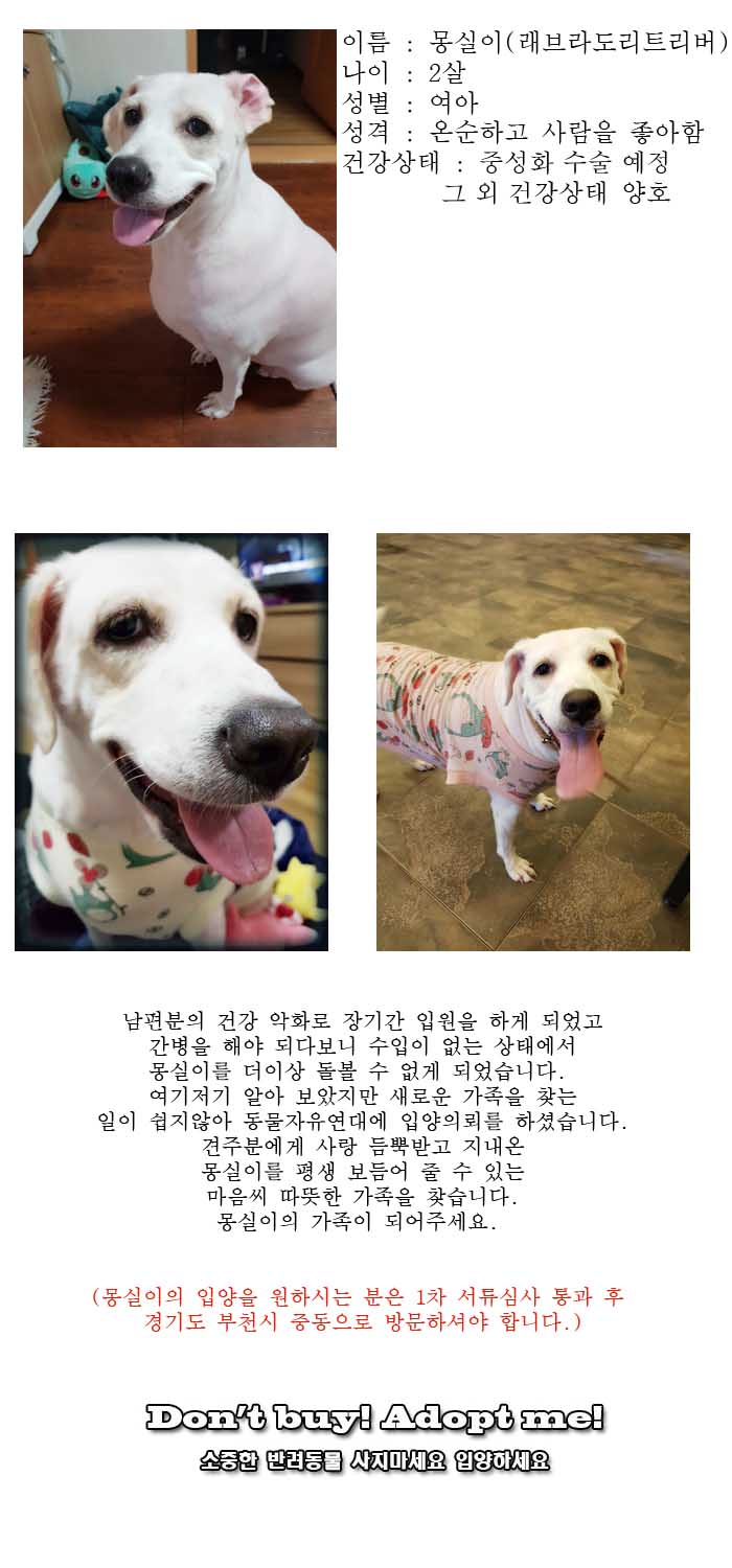 [D17-115관외]가족의 장기 입원으로 새로운 가족을 찾는 몽실이