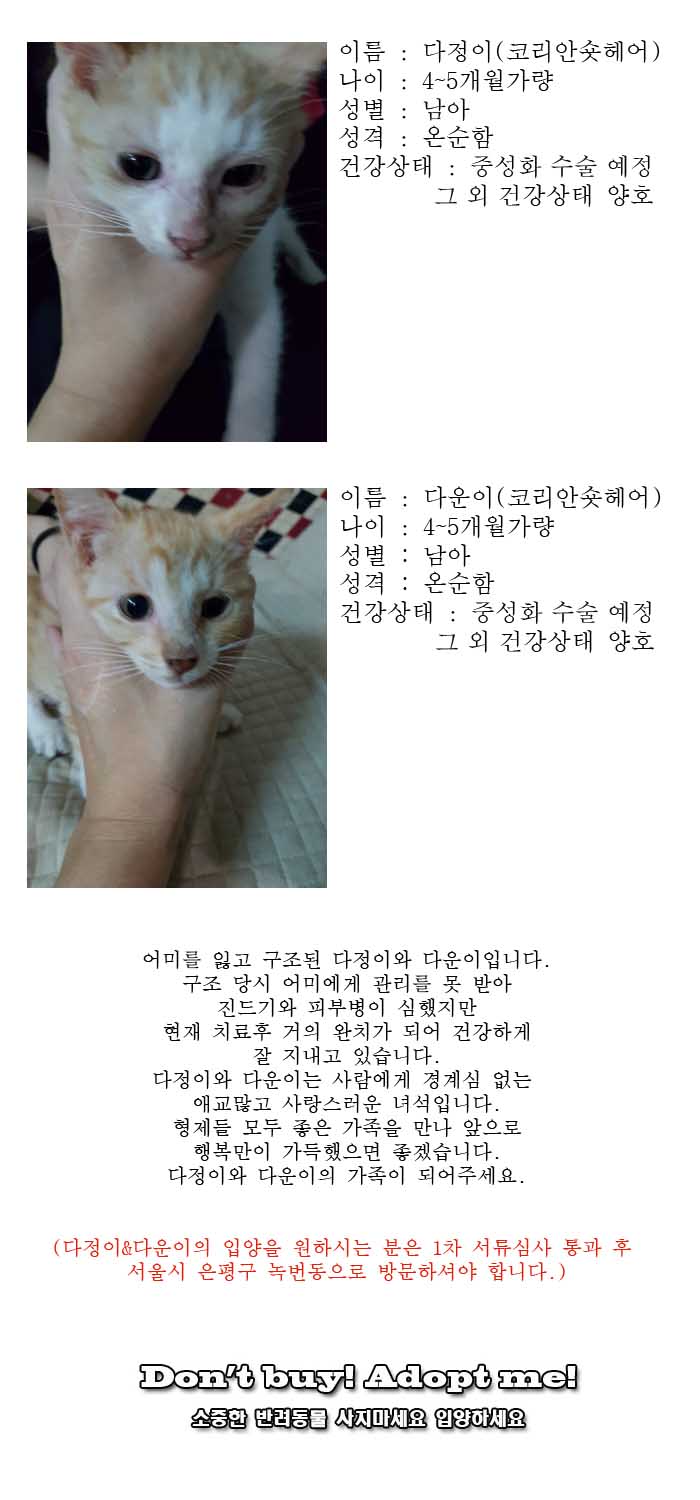 [D17-117관외]어미를 잃고 구조된 다정이와 다운이