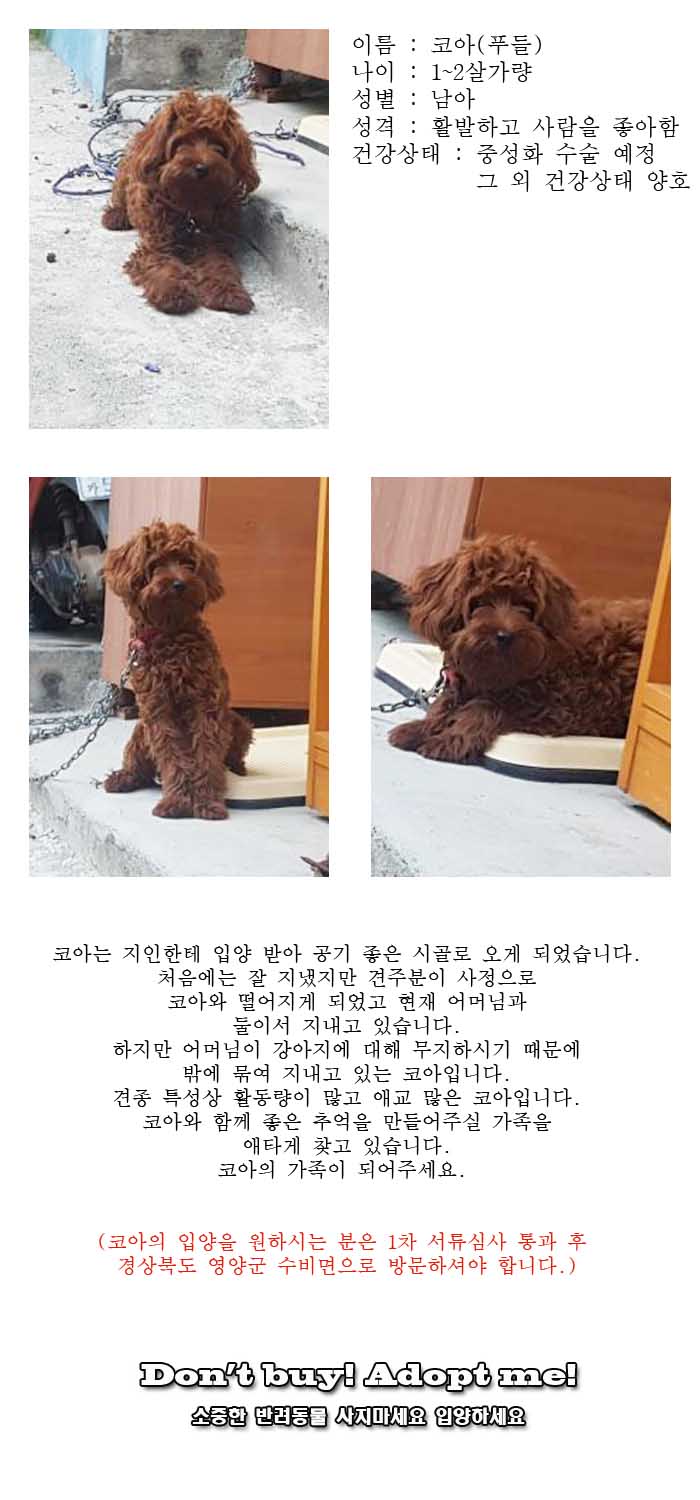 [D17-118관외]시골에 묶여 지내고 있는 코아