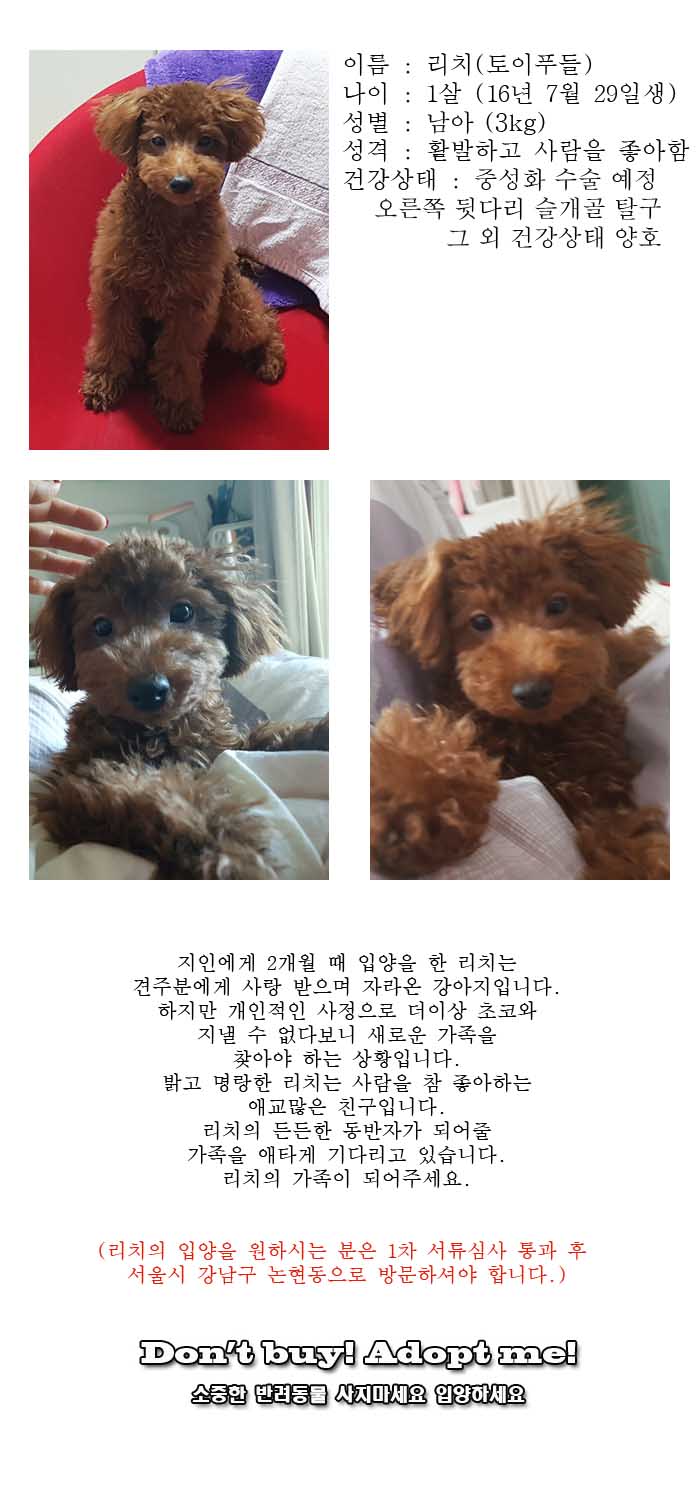 [D17-120관외]밝고 명랑한 귀염둥이 리치