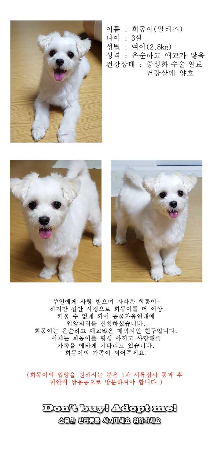 [D17-134관외]새로운 가족을 찾는 귀염둥이 희동이