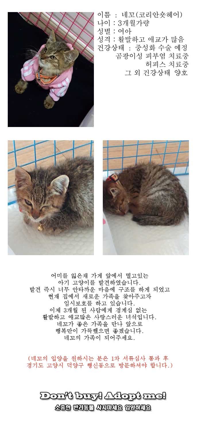 [D17-142관외]가게 앞에서 구조된 네꼬