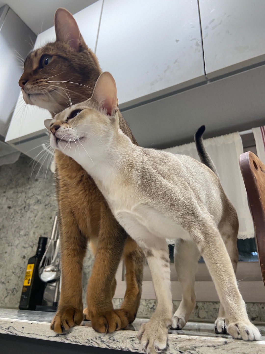  울산구조묘 누루( 실키 ) 3개월 되었어요! 