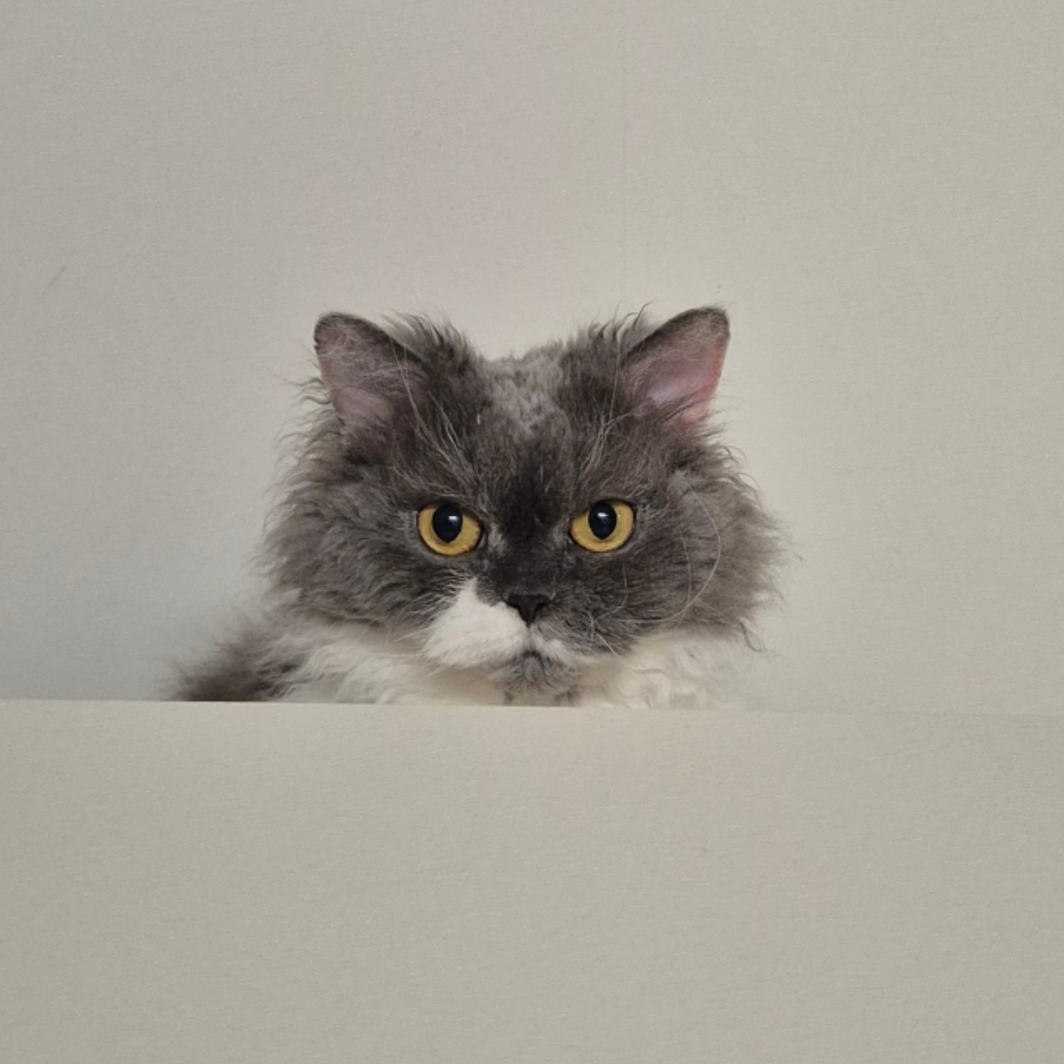 팡이(마포 영순이) 입양 2년차네요~