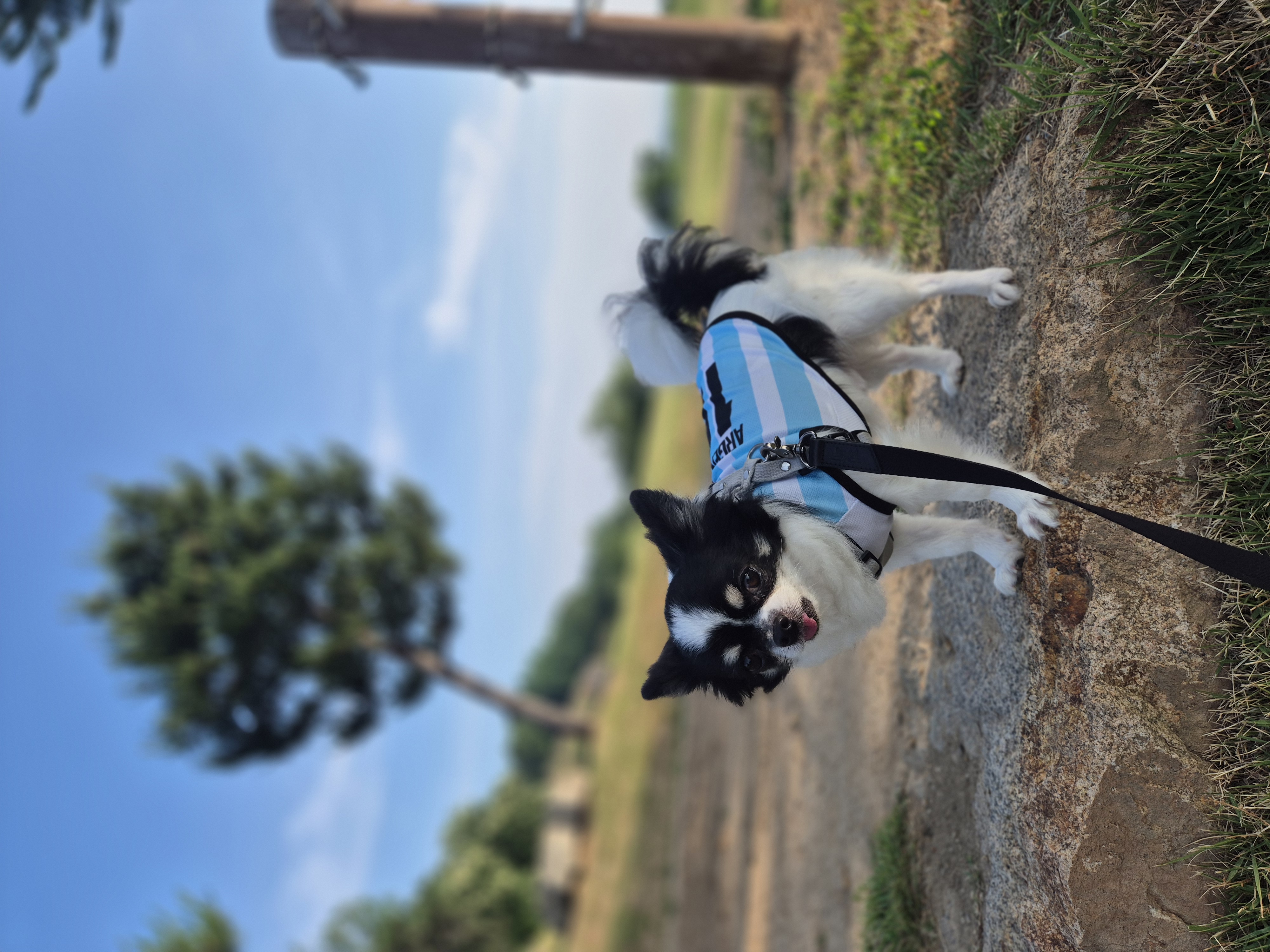 또또랑 2336일째(평택치와와)