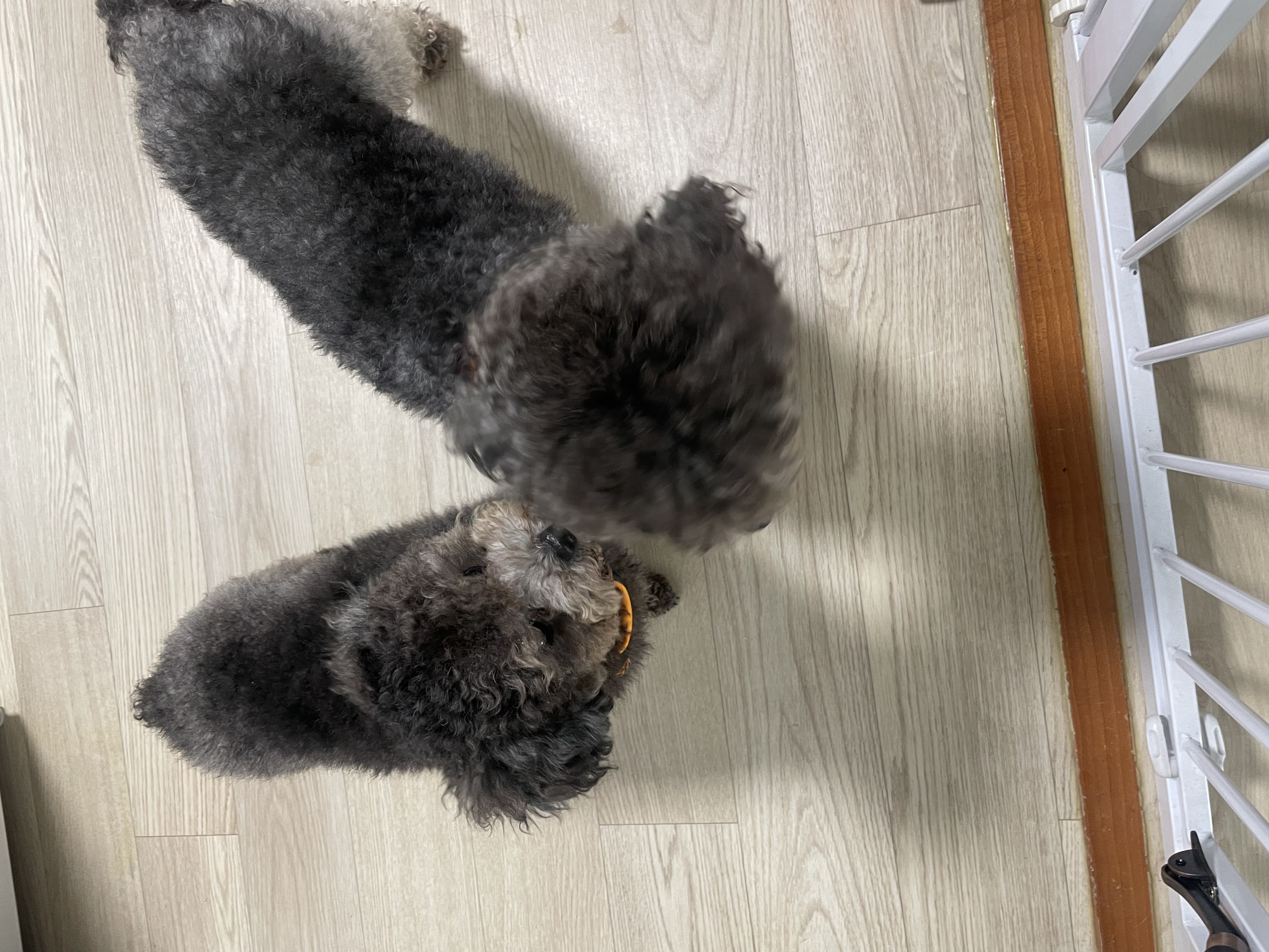 모리 입양 & 모찌 (이전 지그) 임시보호 후기 입니다.