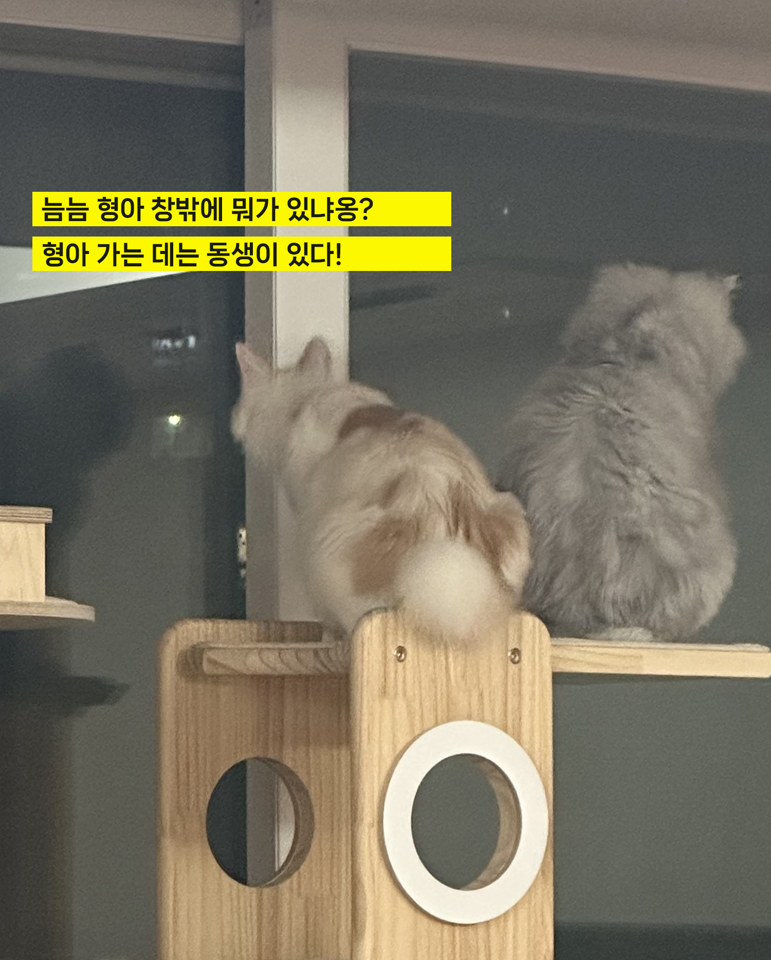 늠늠회장과 쵸쵸베비의 반년~