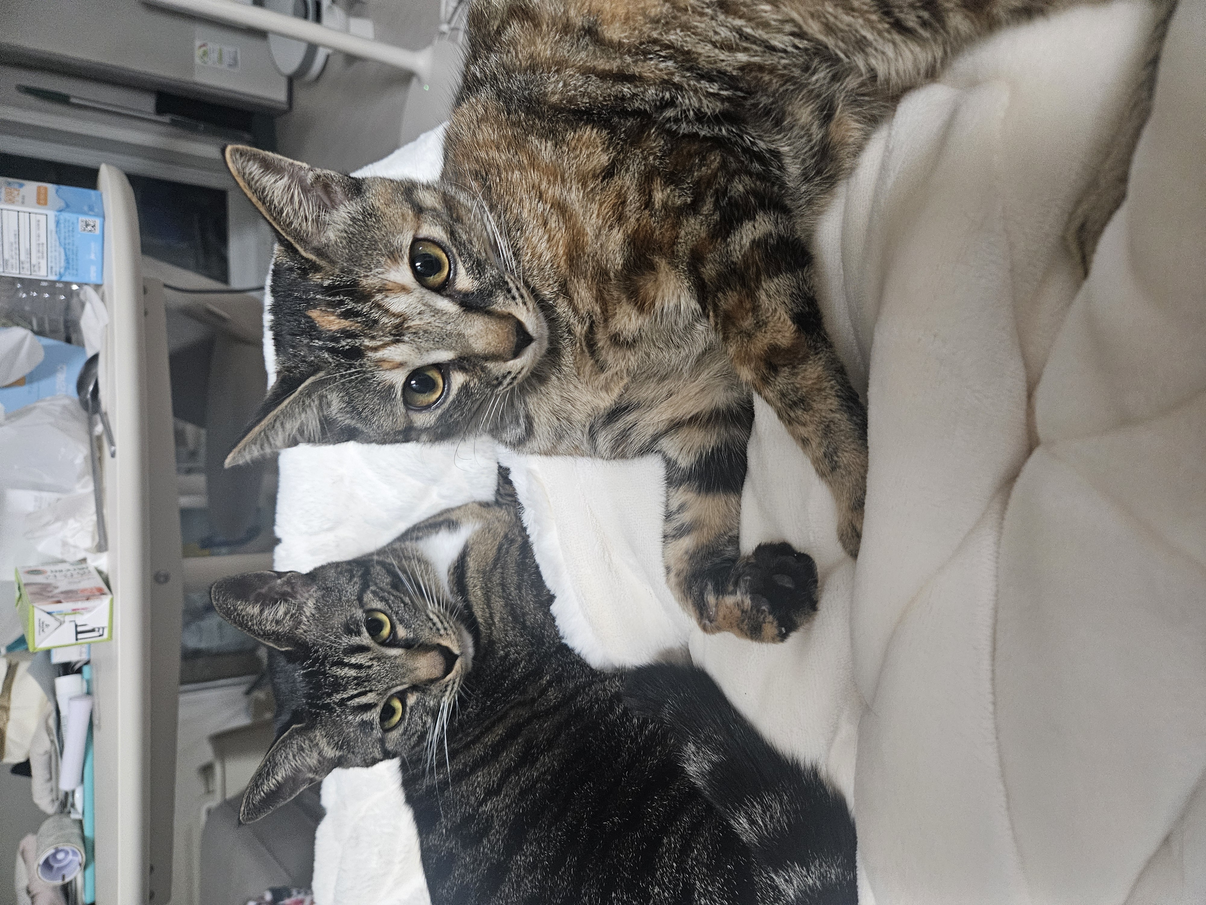 나린이(현 다미) 입양 2년차 후기