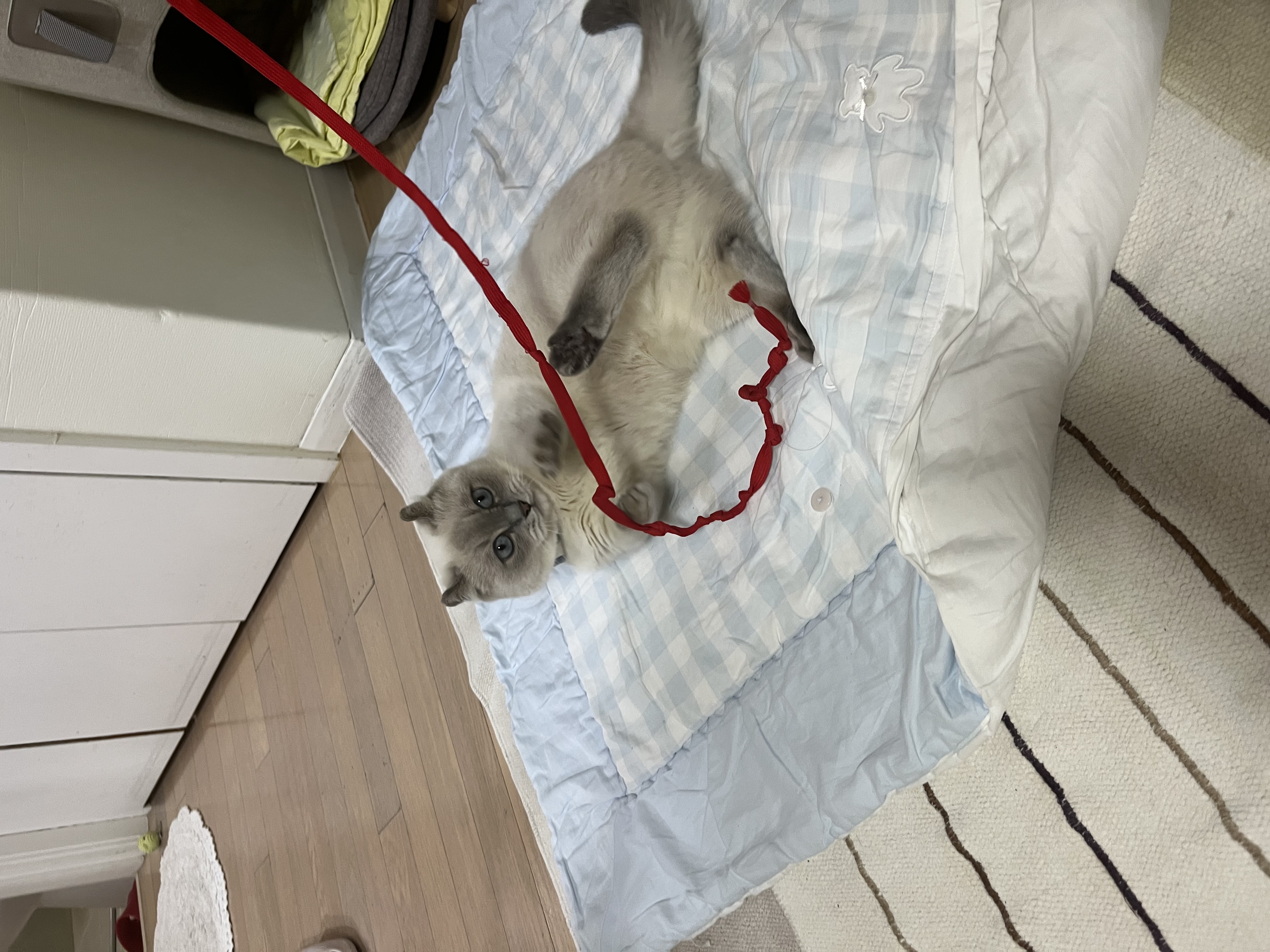 버찌(하츄)와 함게한 3개월입니다