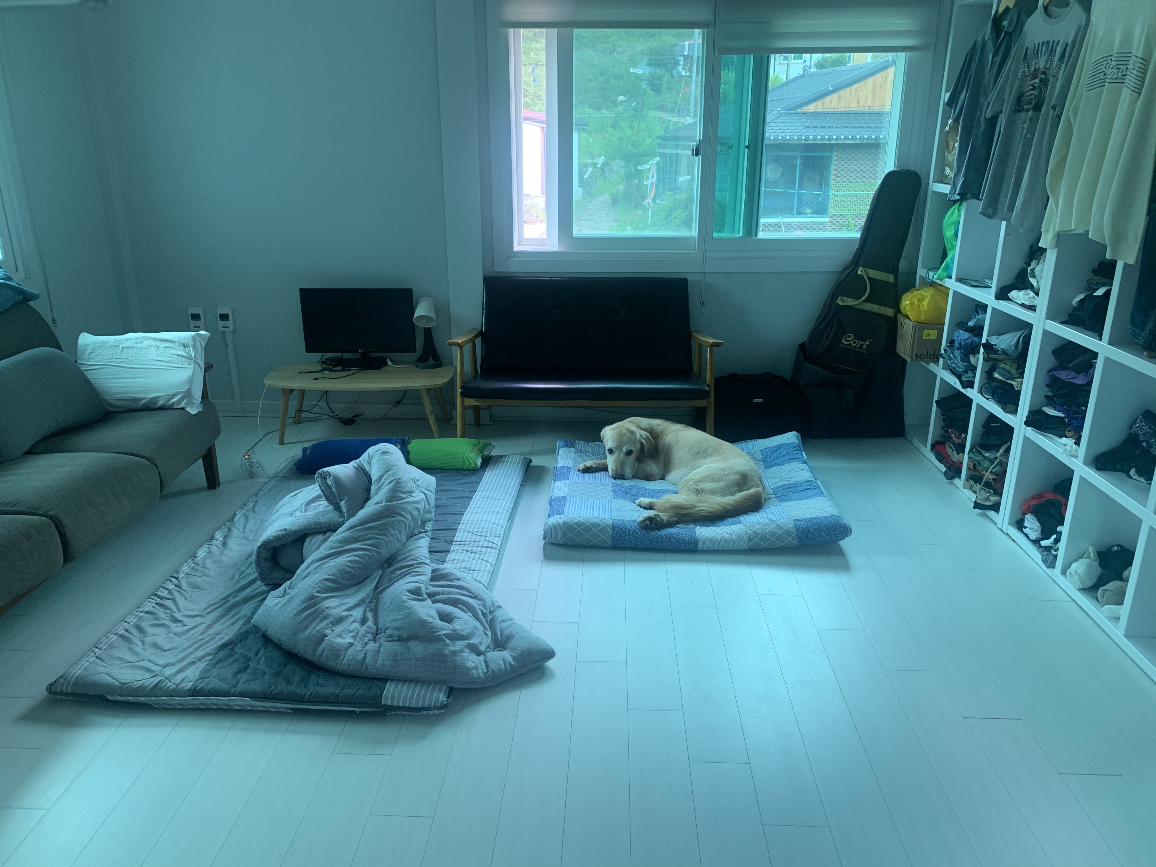 조아( 사복이) 입양  한달 일기