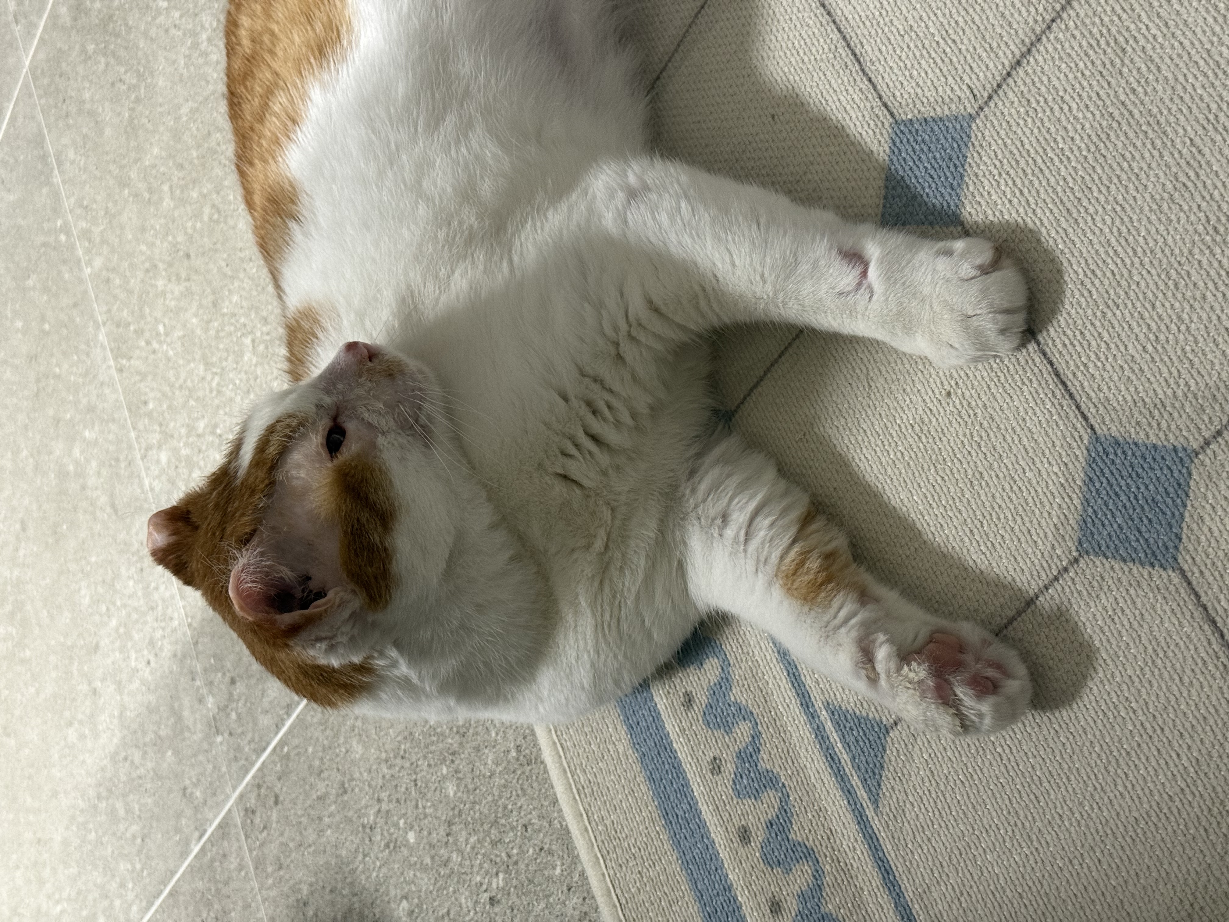 온샘이 입양 후기!