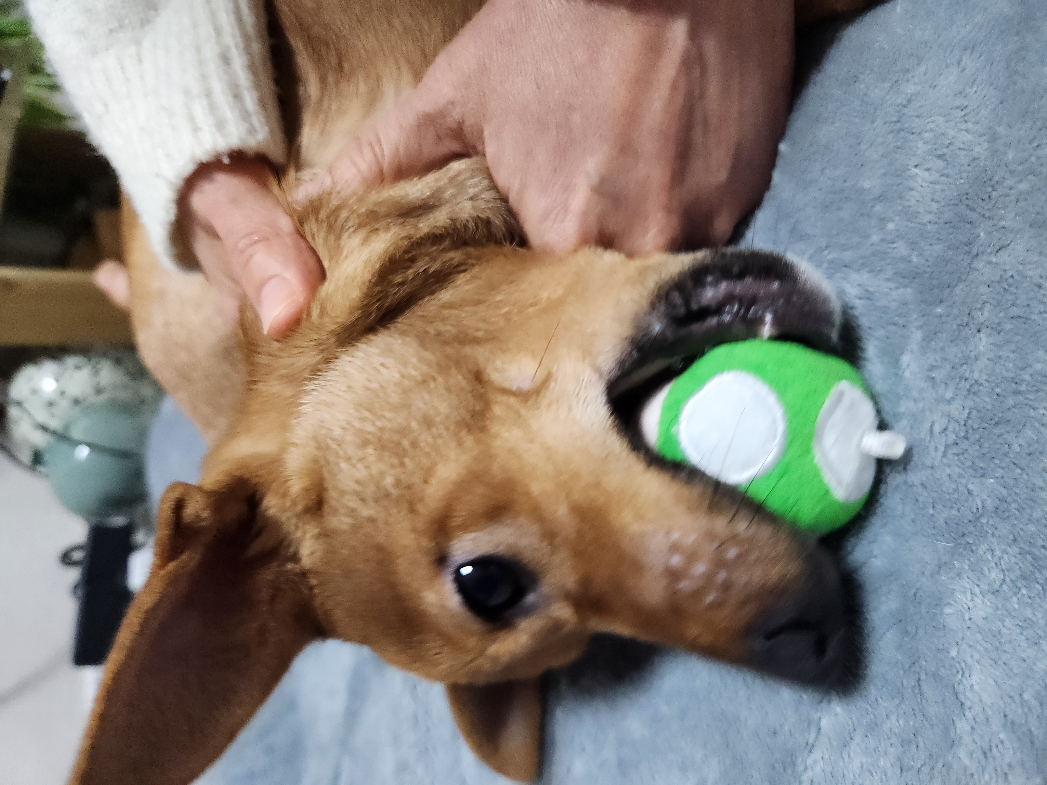 수온(구.다다) 입양 3개월, 생후 5개월 모습