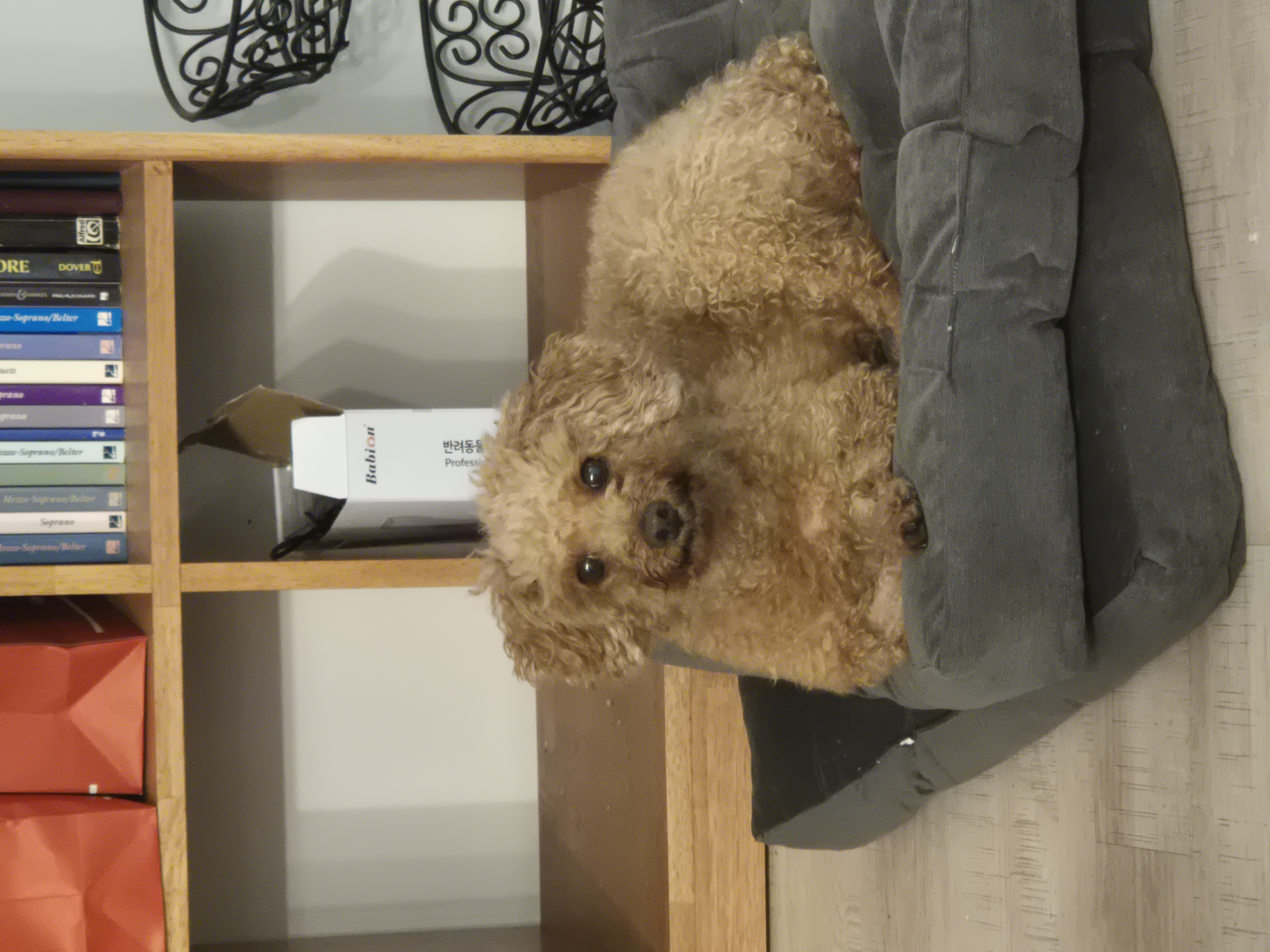 해랑이와 배순이