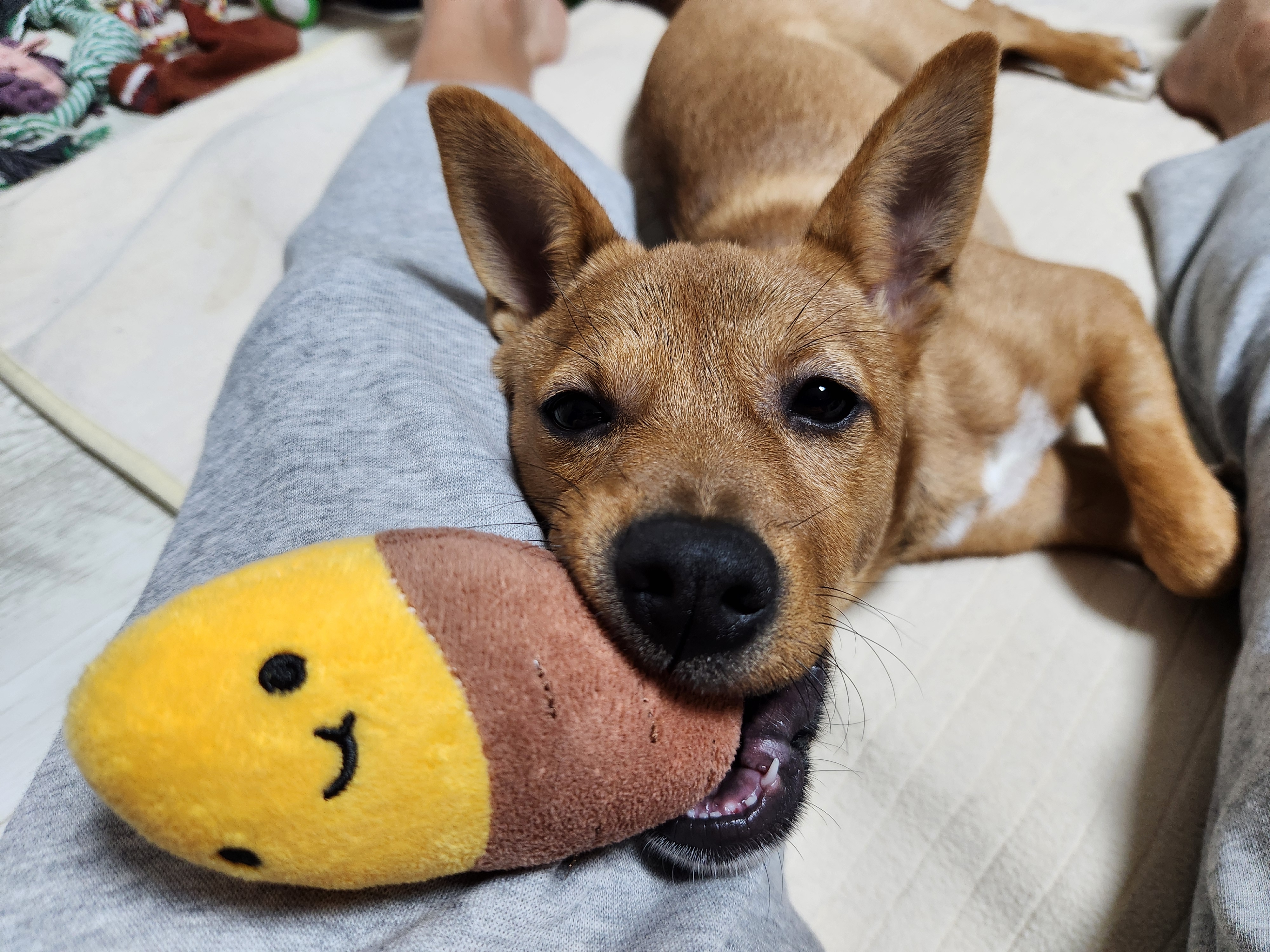 수온(구.다다) 입양 3개월, 생후 5개월 모습