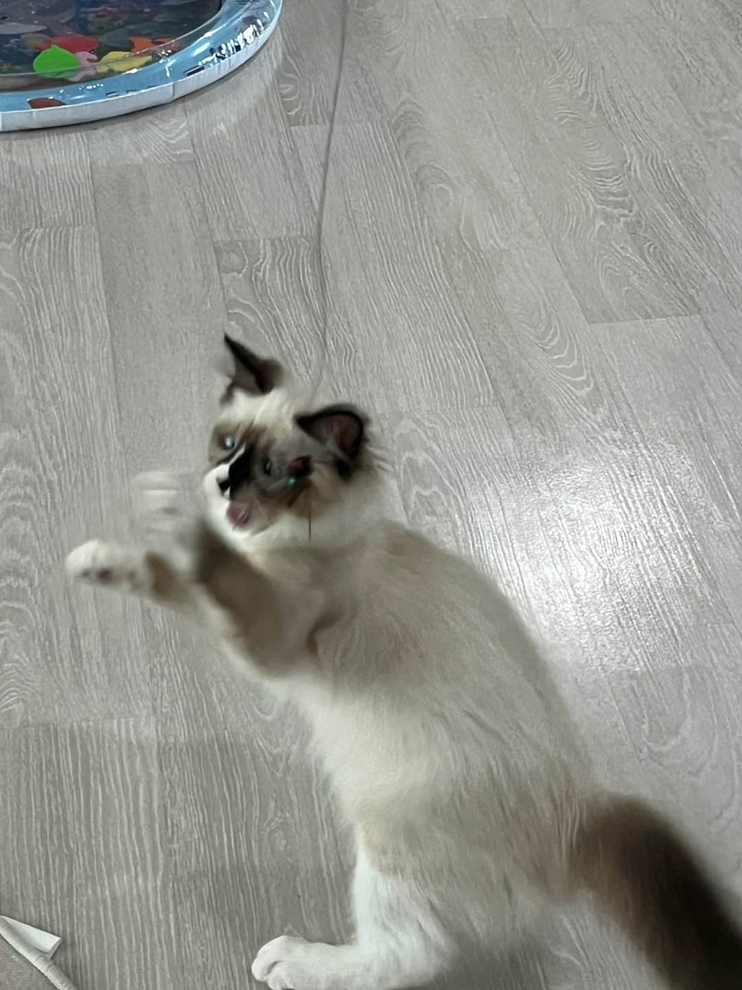 울산구조묘) 산호가 된 동삼이