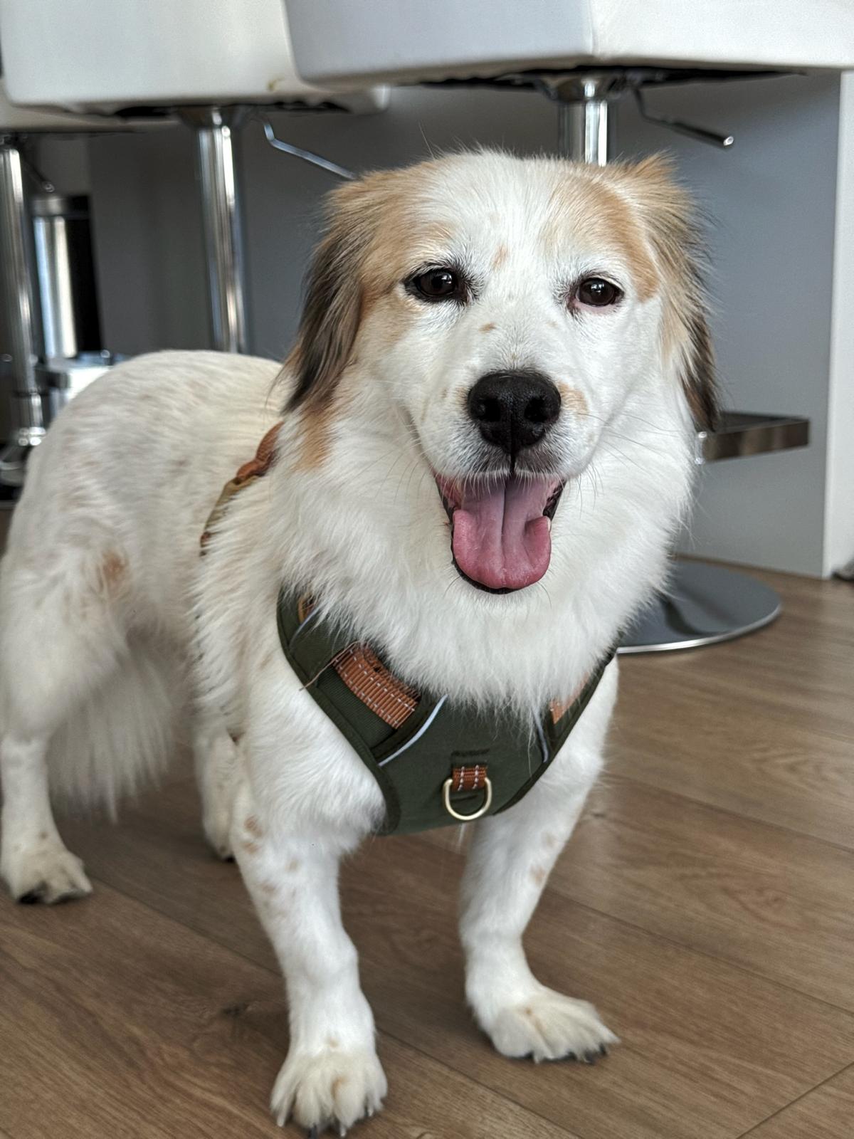 [해외입양] 캐나다 밴쿠버에서 전해온 '도리' 소식💌