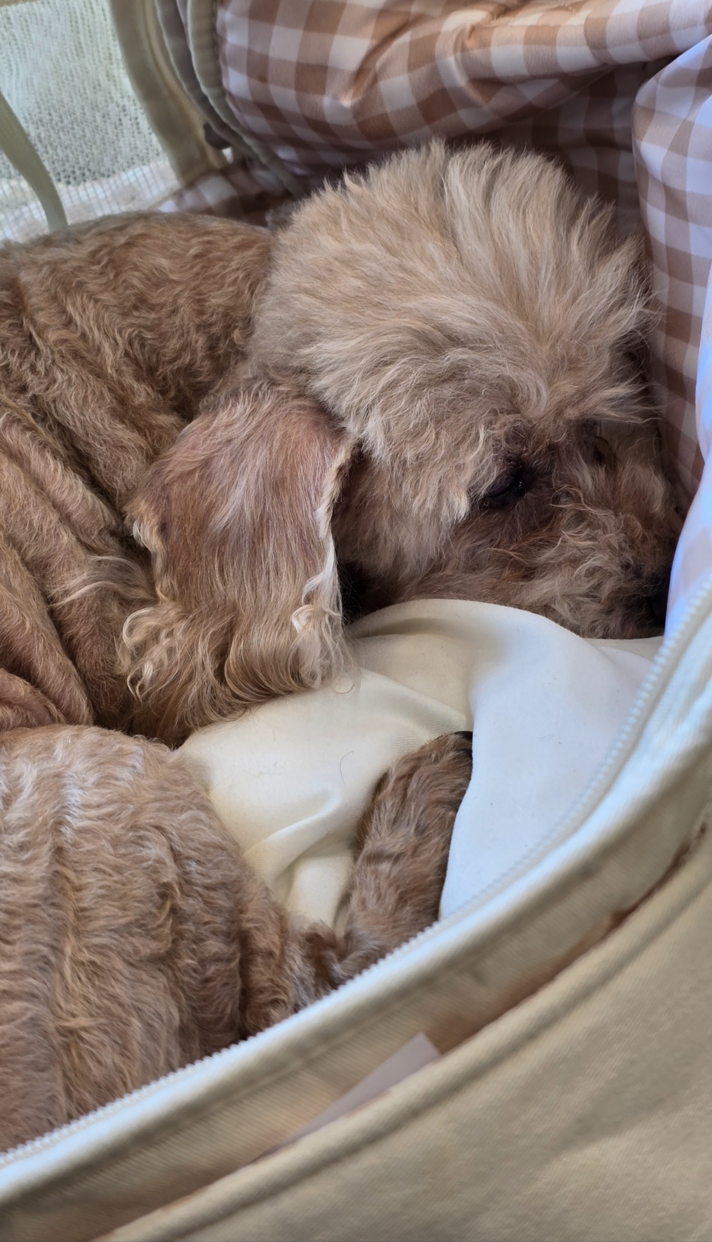 치치(곤지암83) 왼쪽 수정체 전방 탈구로 치료중 입니다.