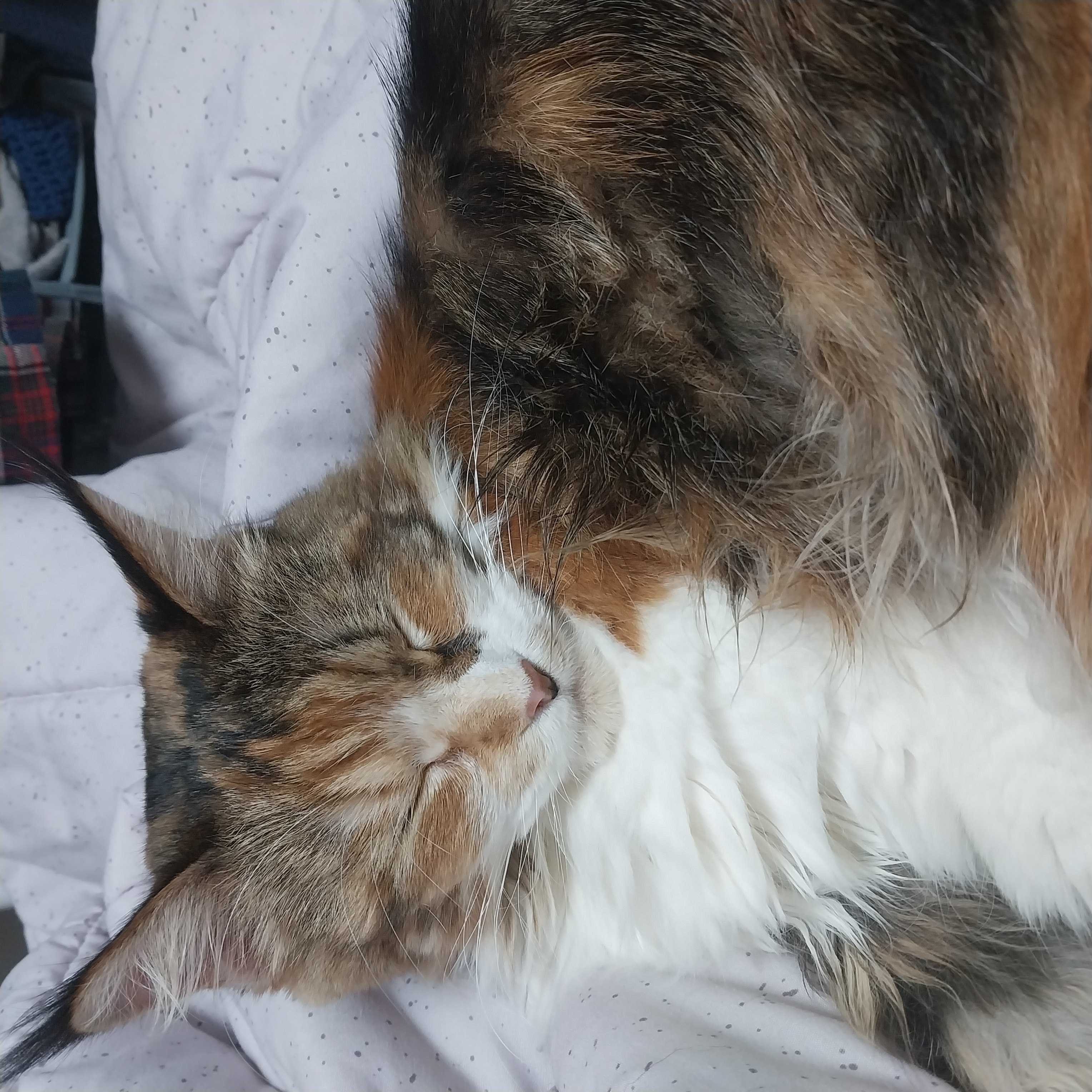 웨이 2년차 입양 후기