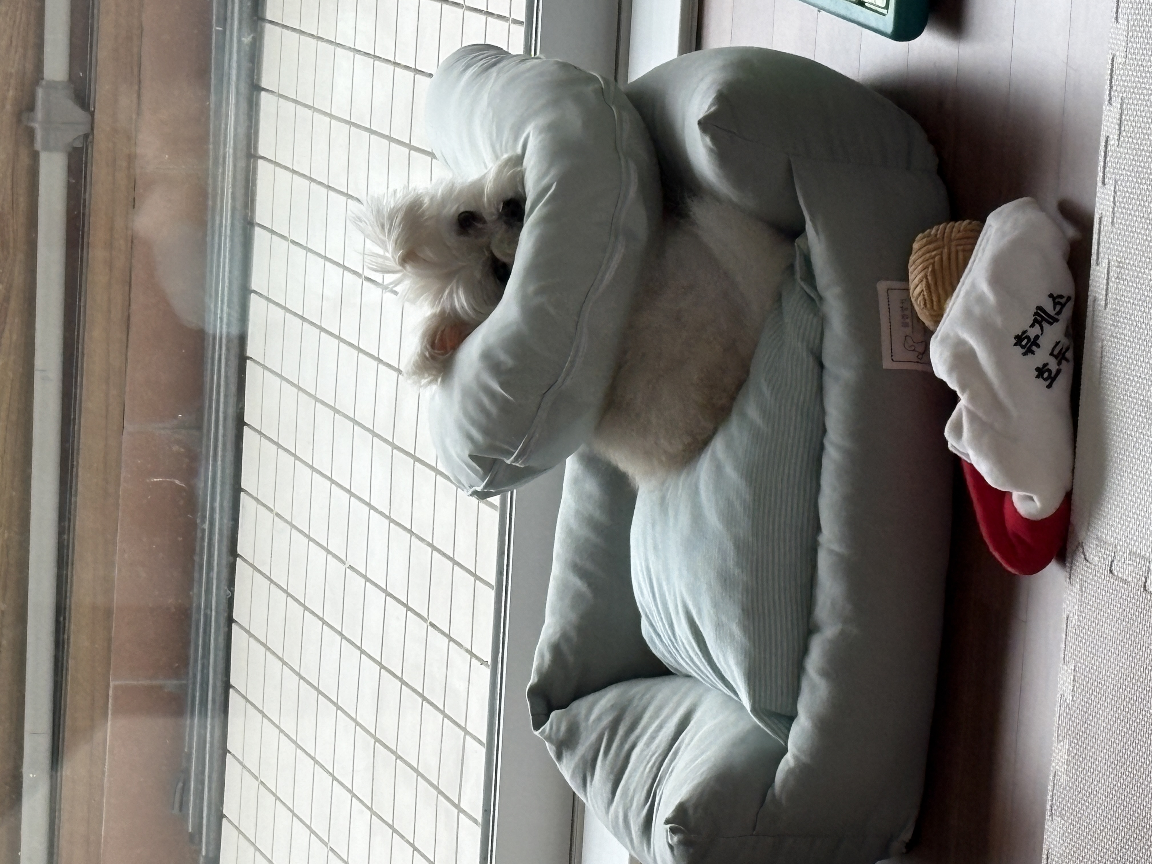 두리(소일이) 입양 3년차 이야기