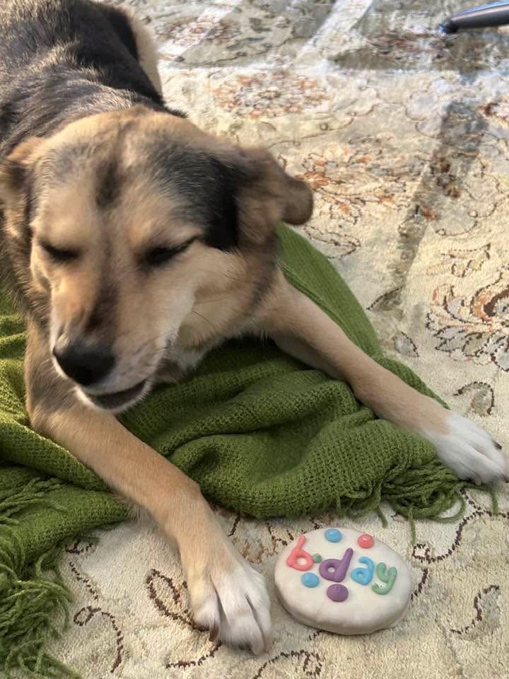 [해외입양] 캐나다 토론토에서 전해온 '마무와 해민이' 소식💌