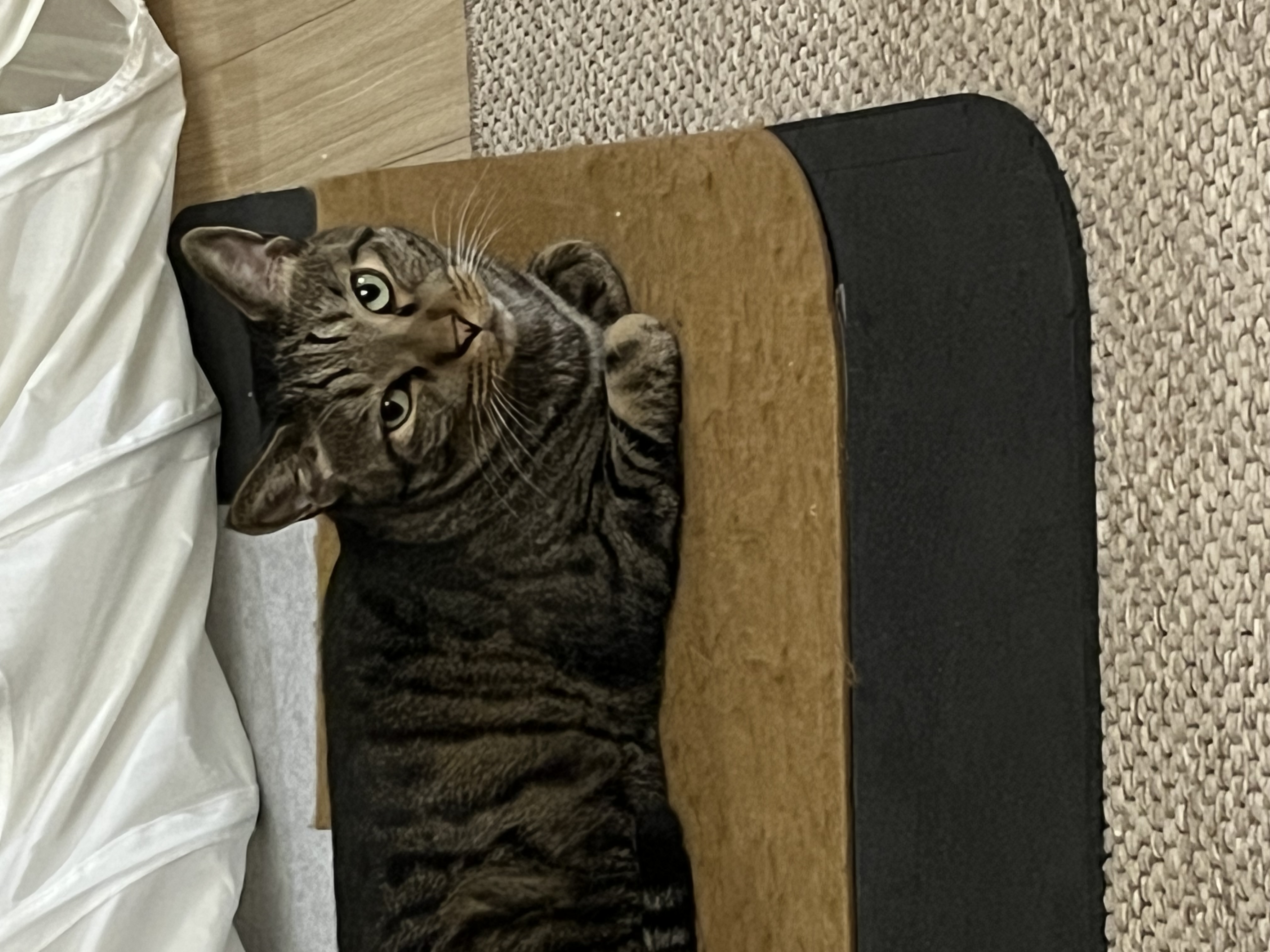 망덕이와 5주년