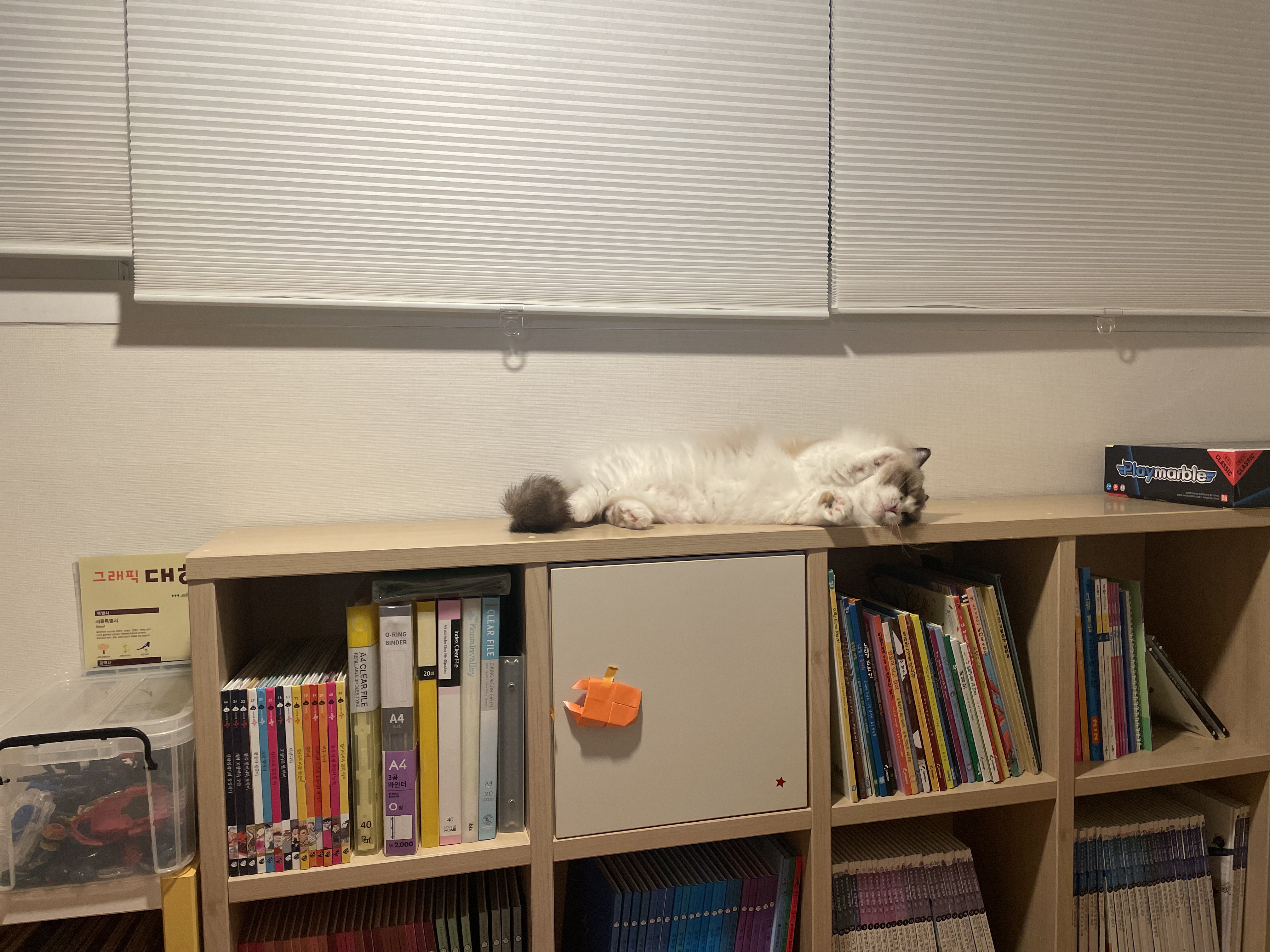 춘식(구 마루미) 1개월차