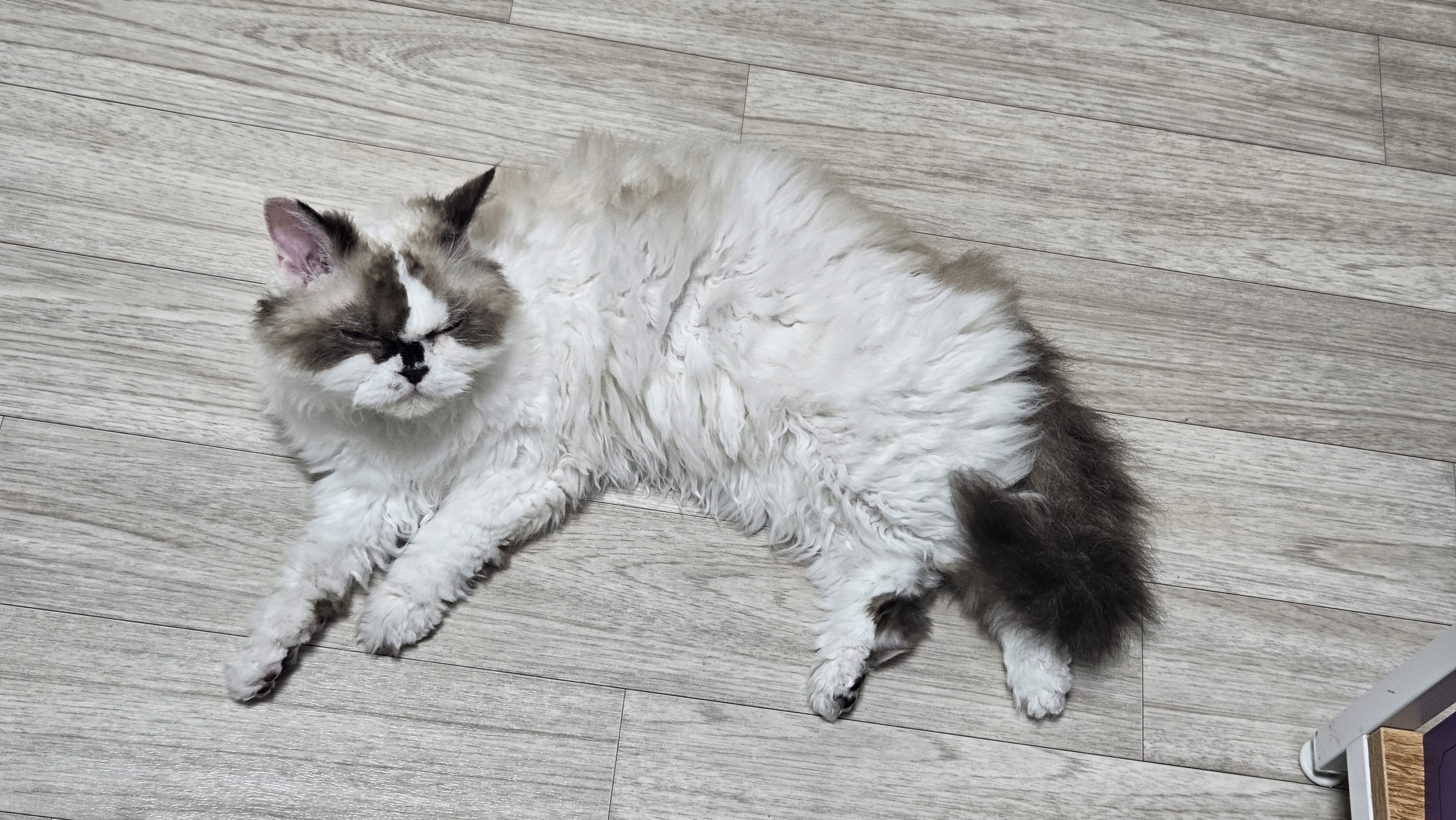 구 꾸꾸 현 레몬 입양 한달 차 후기입니다.